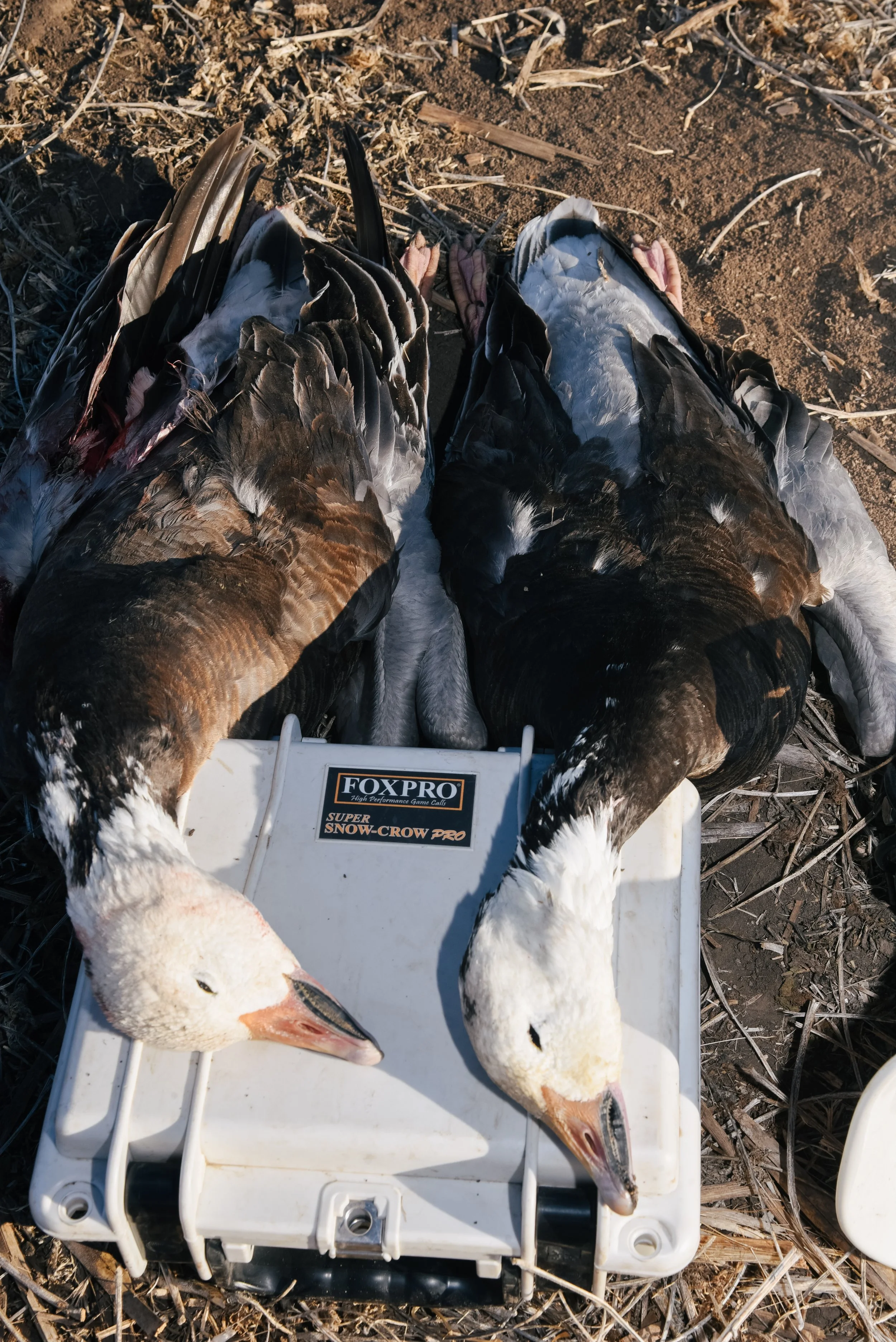 platte-basin-outdoors-hailey-cade-snow-goose-march-26-50.jpg