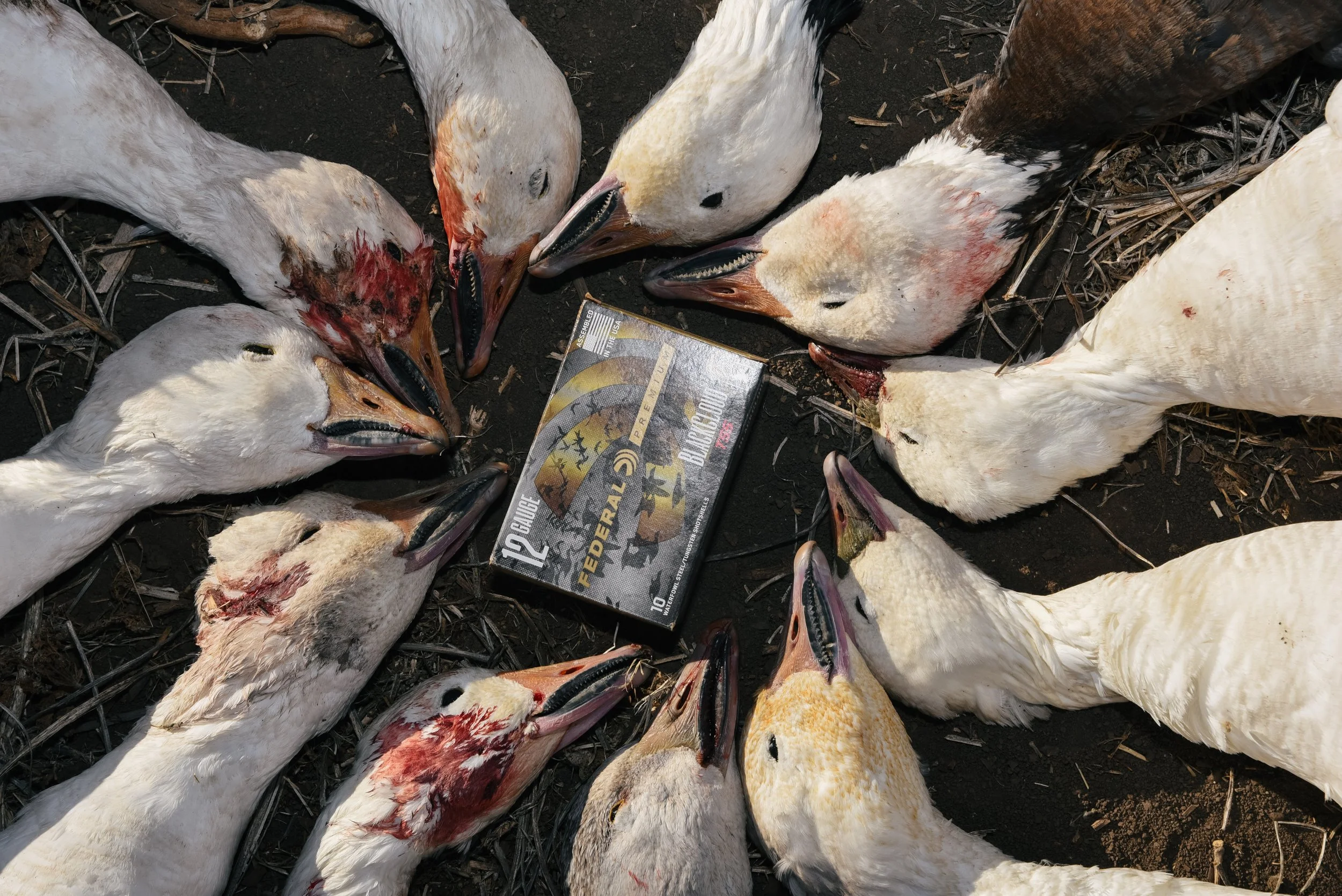 platte-basin-outdoors-hailey-cade-snow-goose-march-26-62.jpg