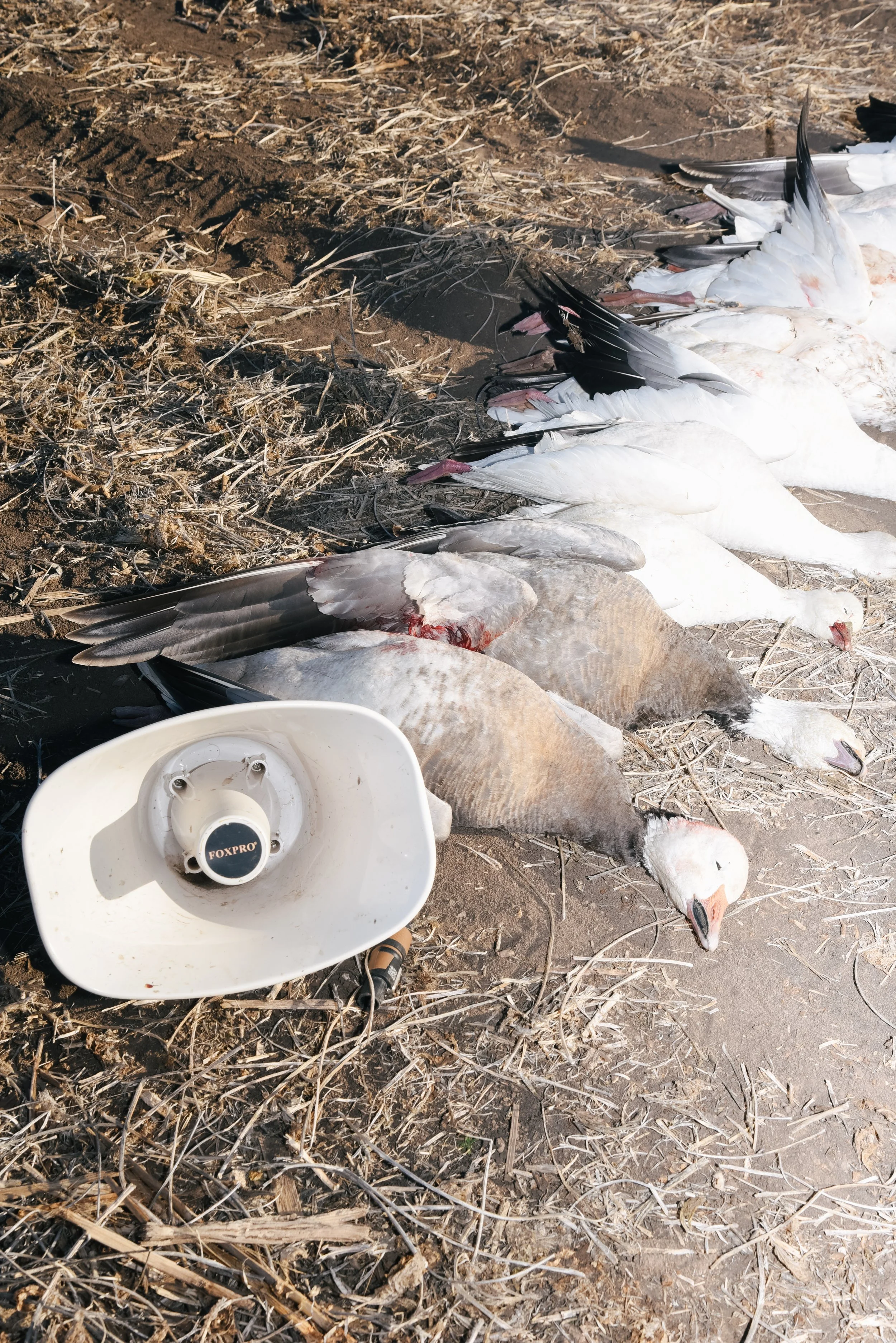 platte-basin-outdoors-hailey-cade-snow-goose-march-26-54.jpg