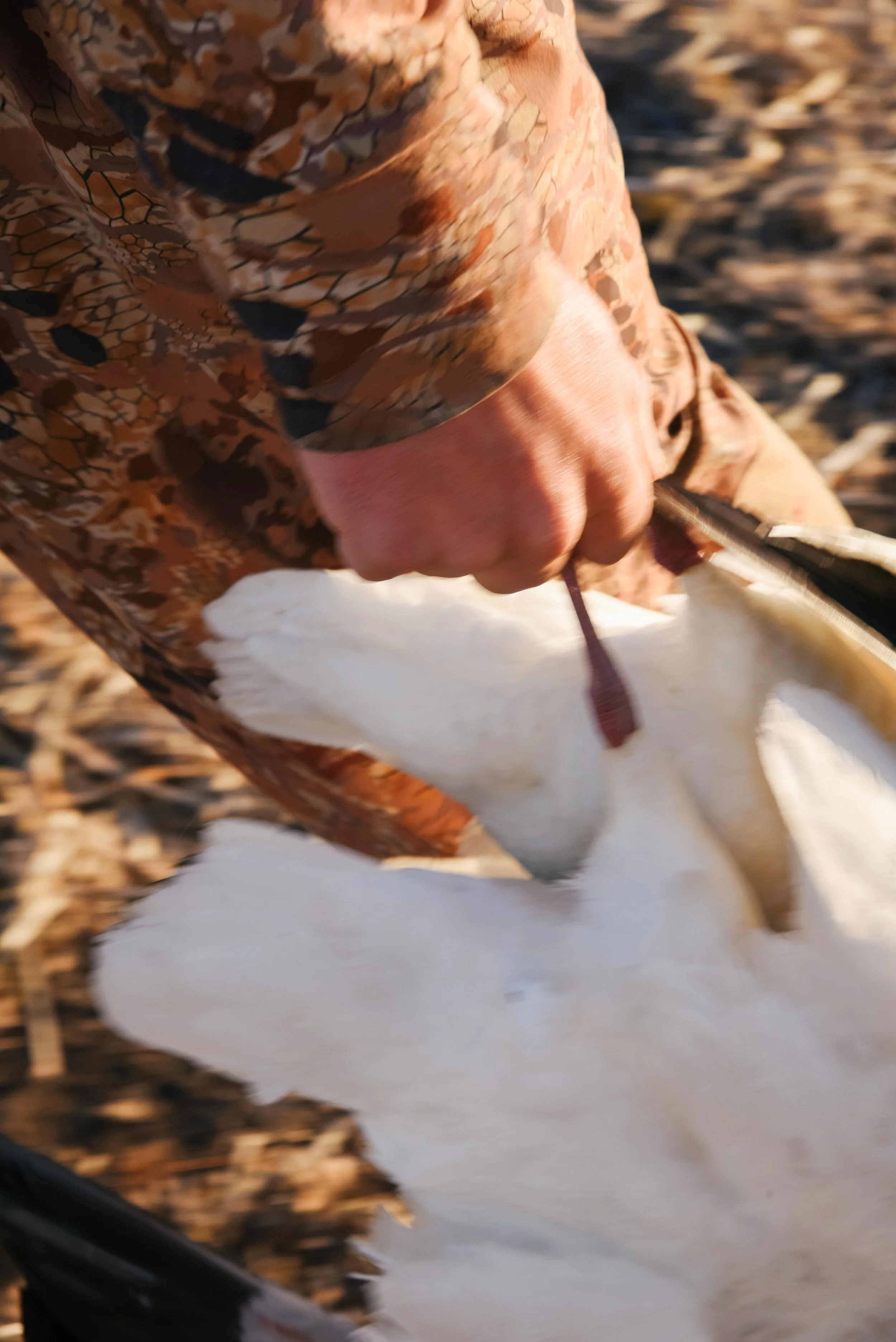 platte-basin-outdoors-hailey-cade-snow-goose-march-26-14.jpg