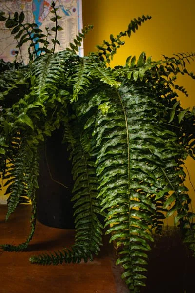 Green plant on yellow 