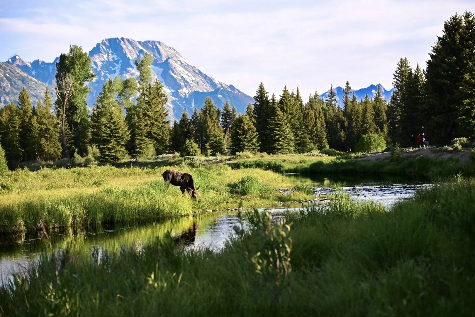 moose.jpg
