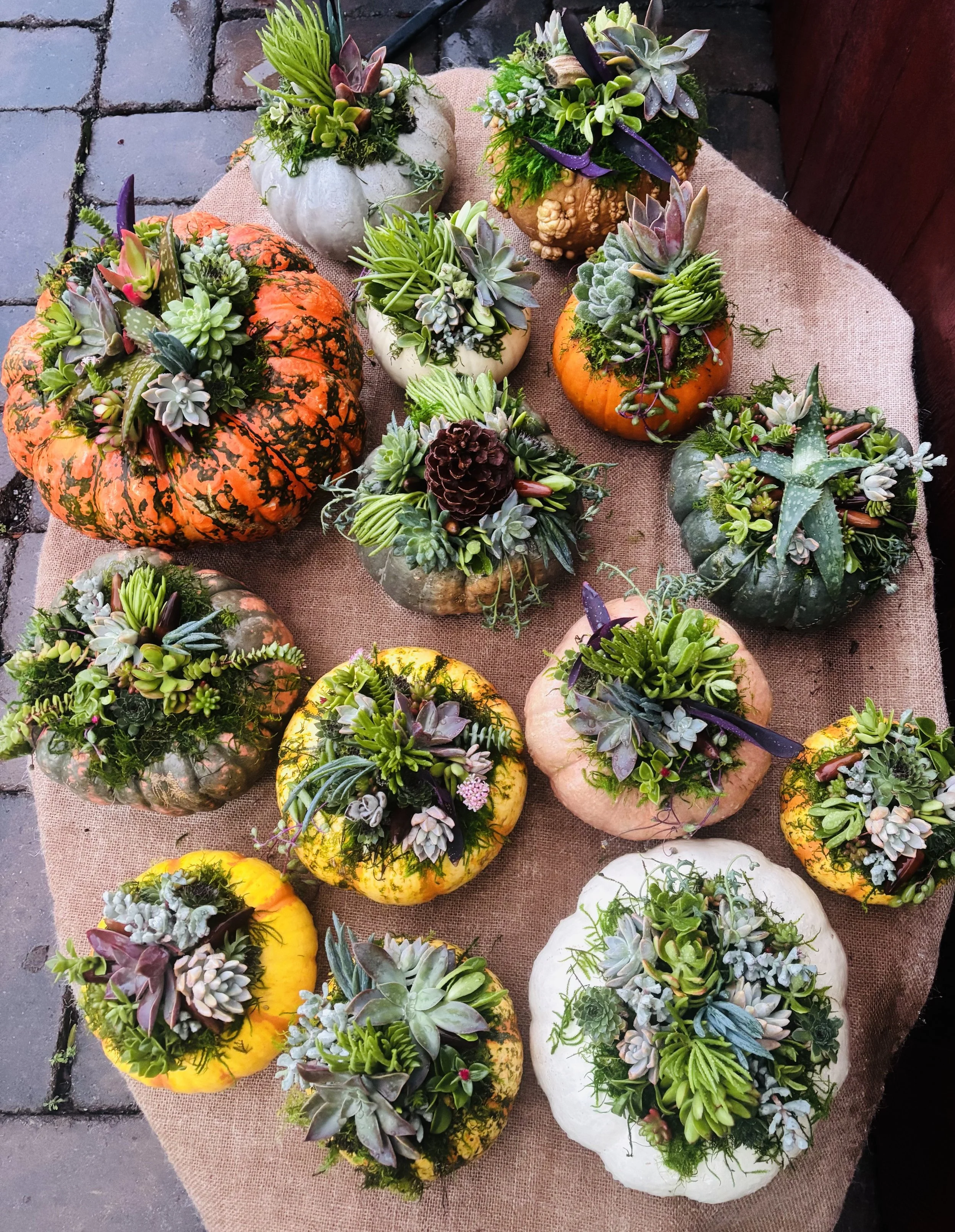 Succulent Pumpkin