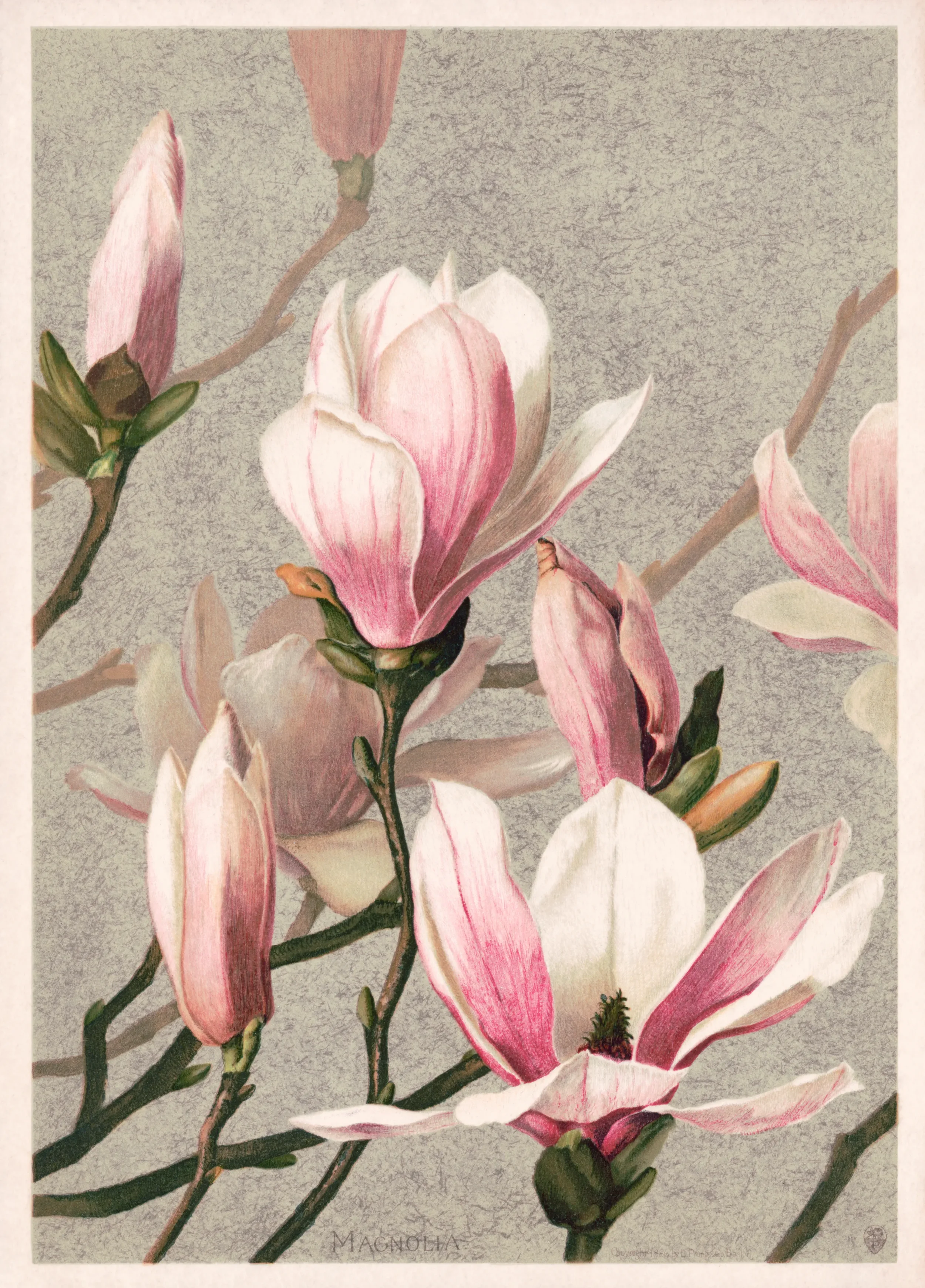 Close-up of pink and white magnolia flowers on branches against a neutral background.