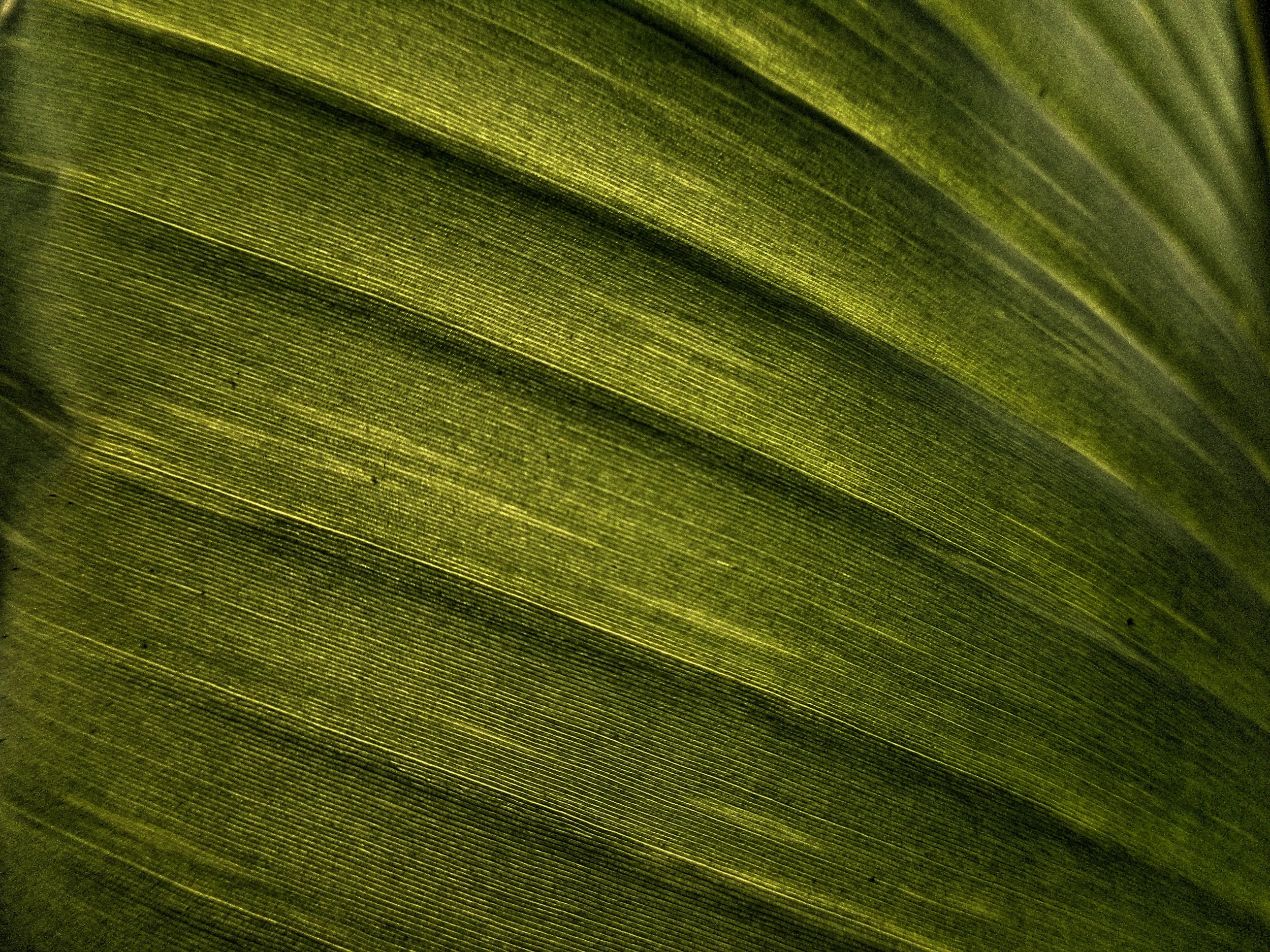 Close-up of a green plant leaf showing detailed veins and texture.
