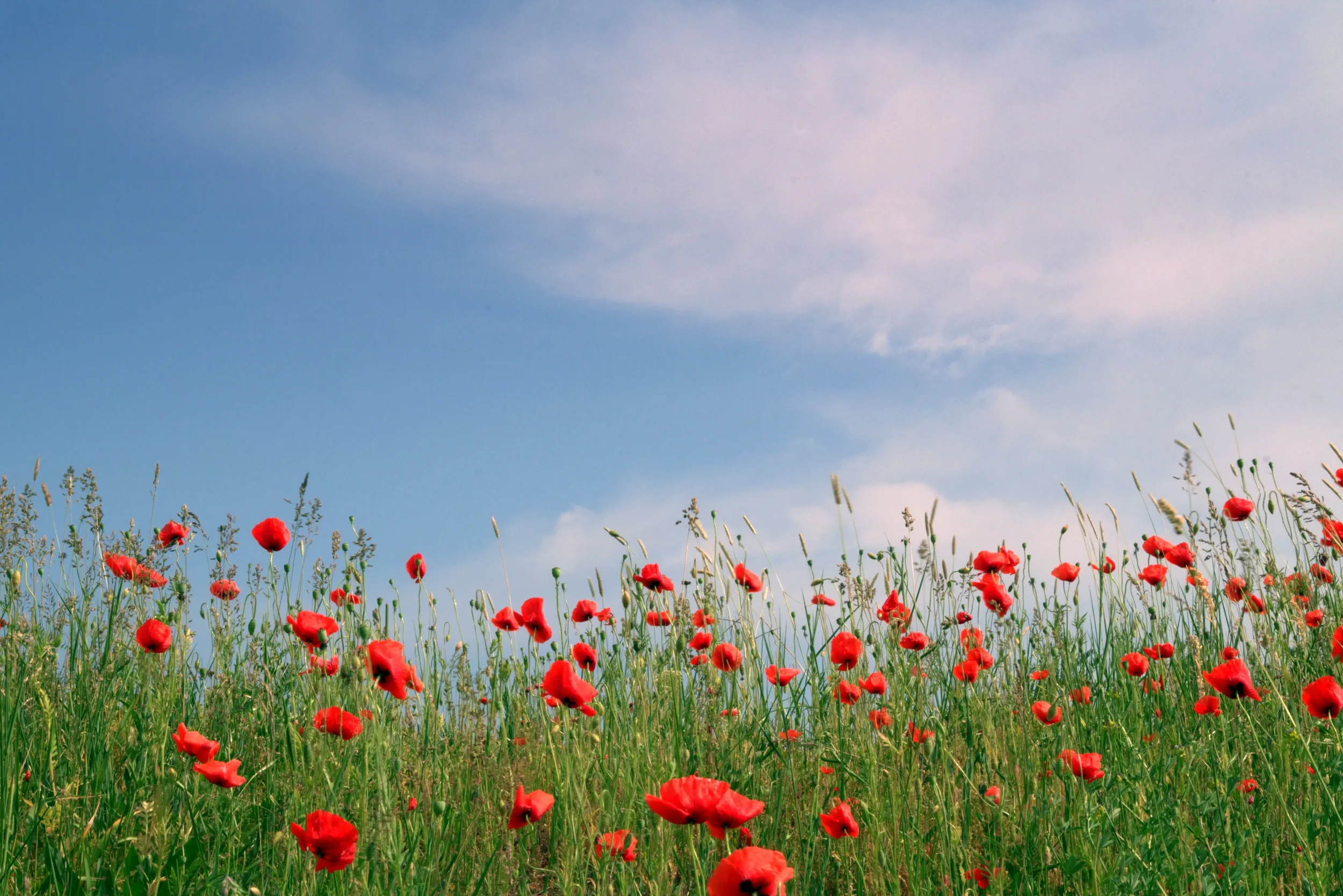 A field of red poppy flowers under a blue sky with some clouds.