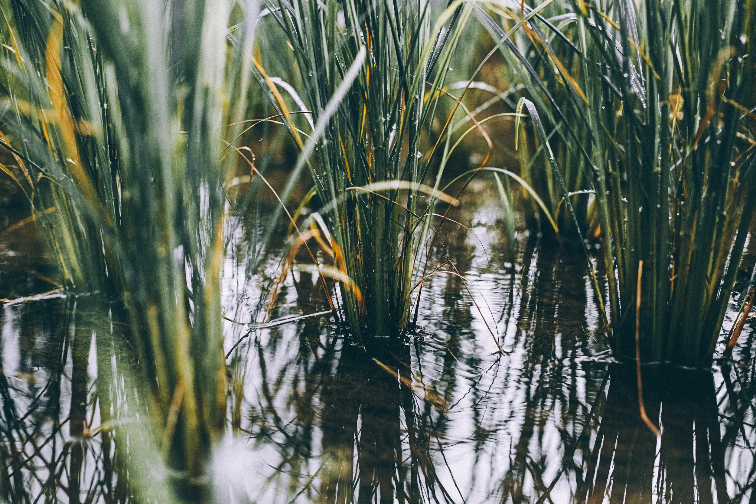 Close-up of rice plants growing in water in a flooded field.