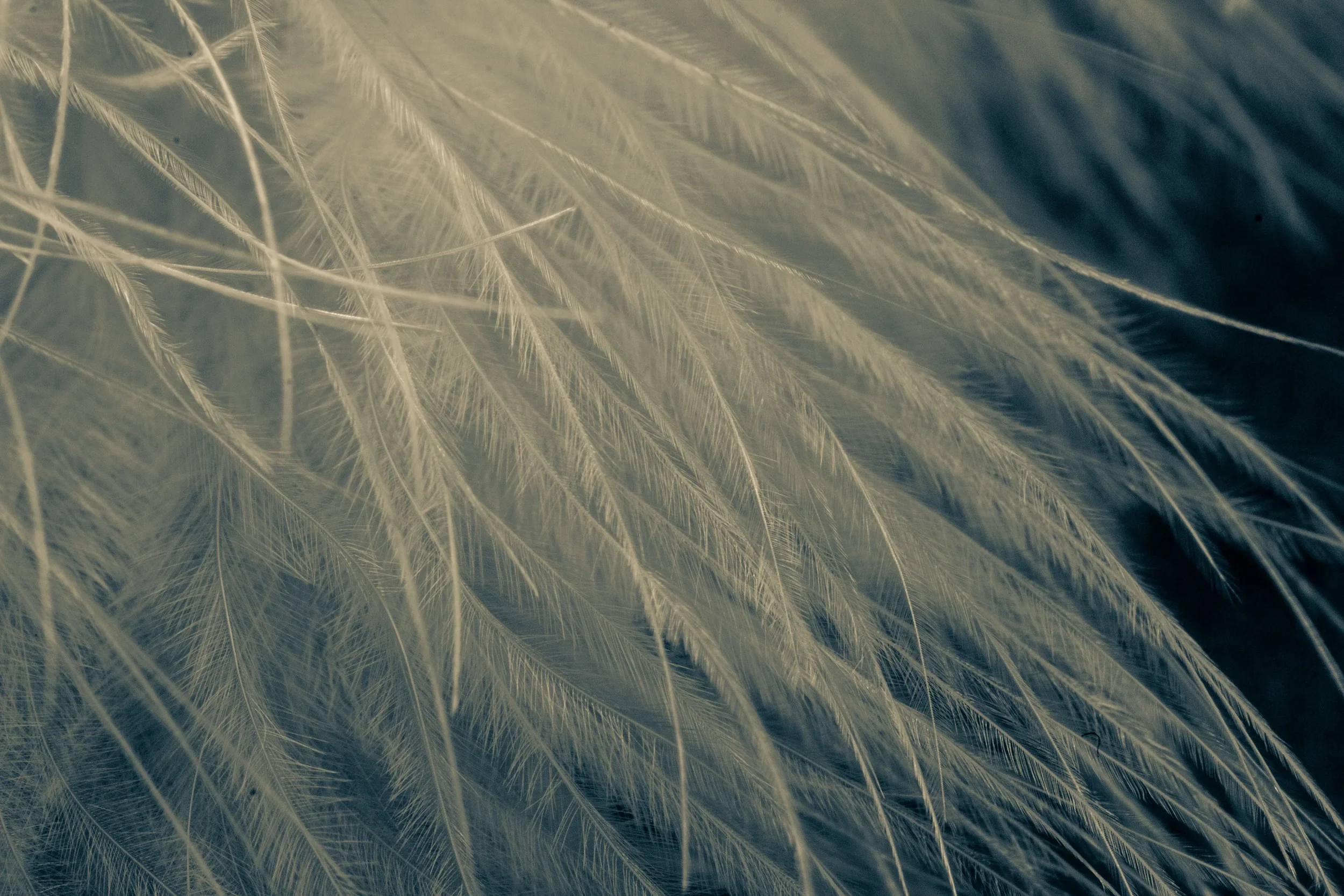 Close-up of light-colored, feathery grass or plant strands with a dark background.