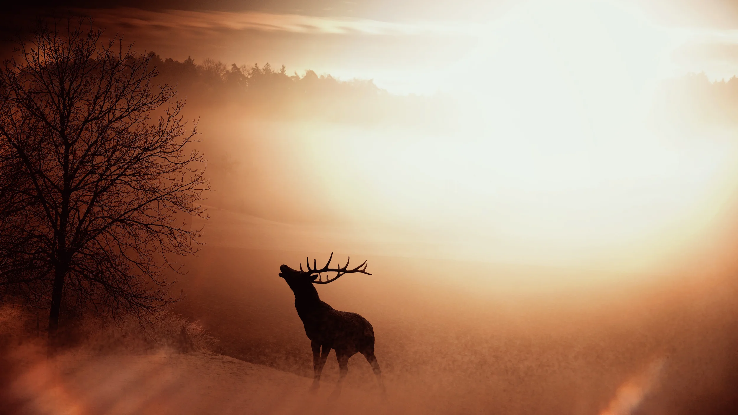 A silhouette of a deer with large antlers stands on a foggy landscape near a leafless tree during sunrise or sunset.