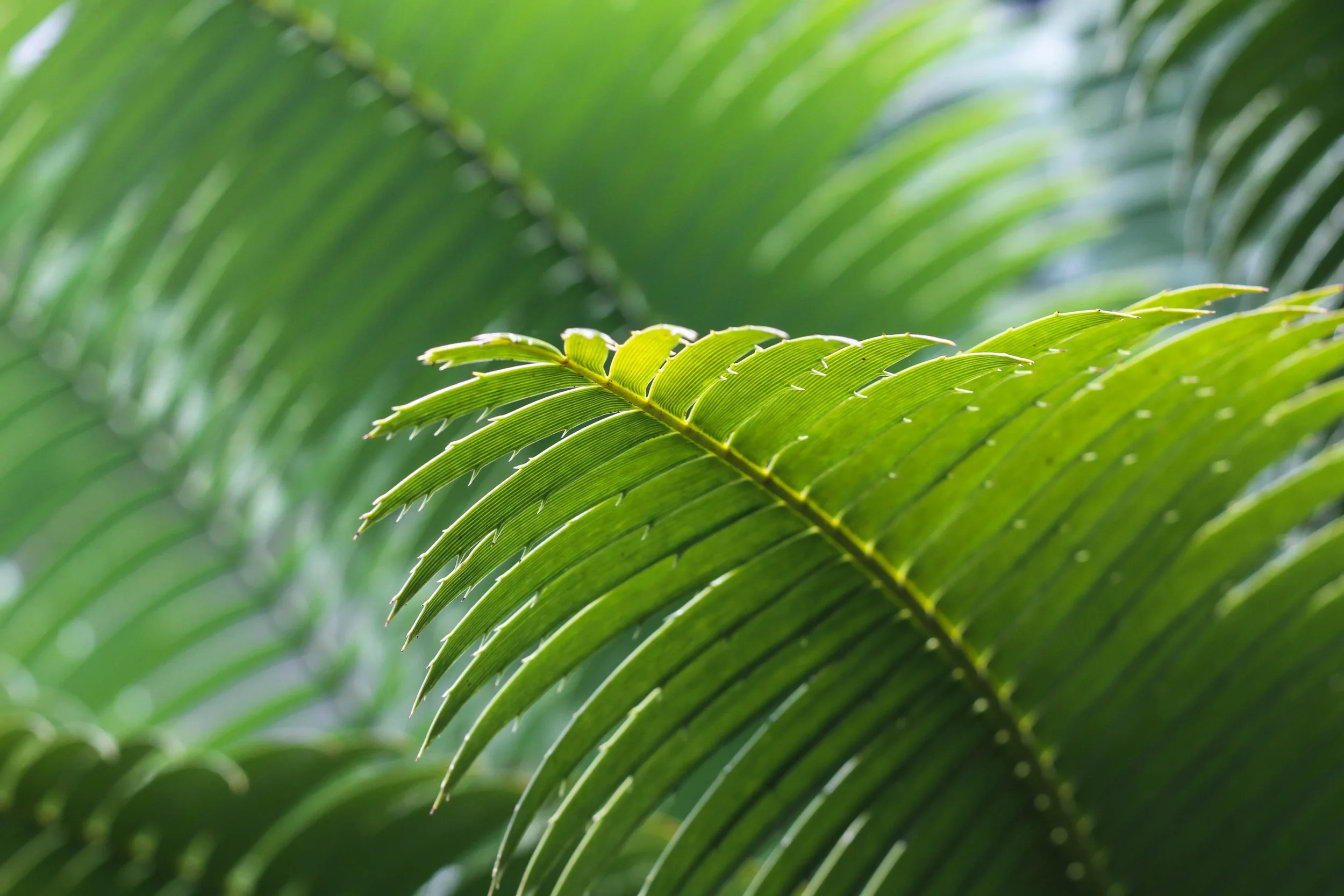 Close-up of green palm leaves with detailed leaf veins, blurred background.