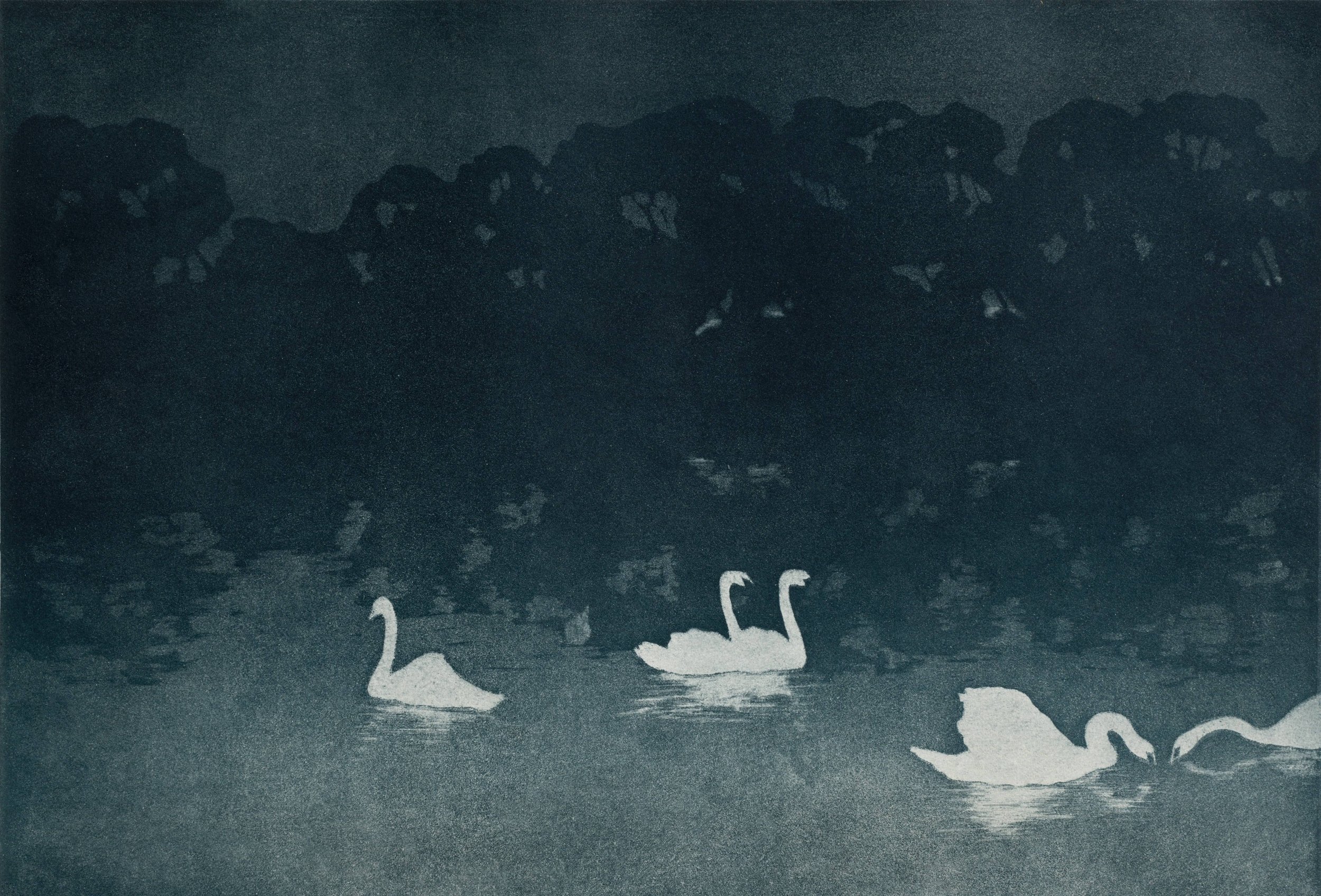 Four swans swimming in a lake with dark, rocky cliffs in the background, depicted in a monochromatic, silhouette style.