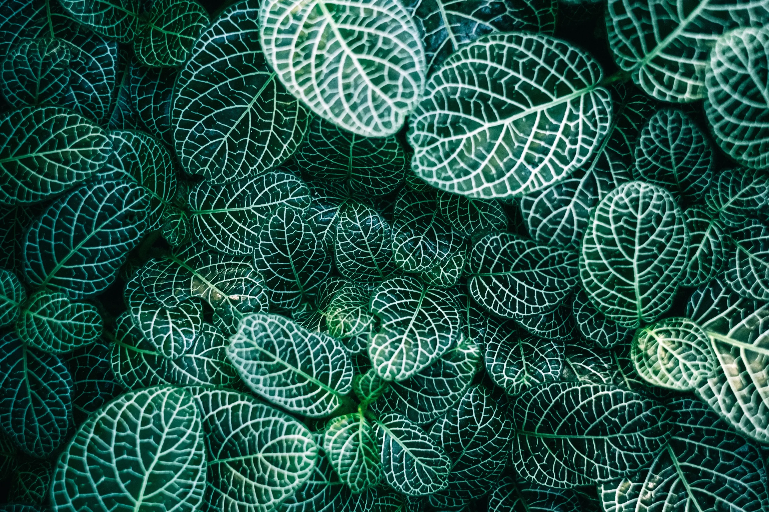 Close-up of overlapping dark green leaves with a prominent white veined pattern.