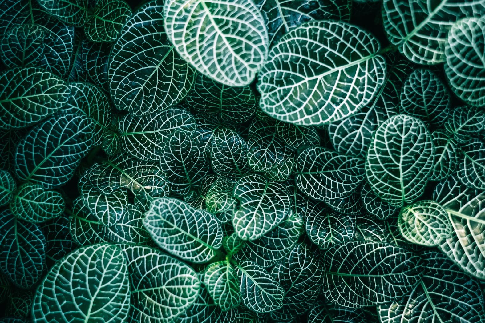 Close-up of green leaves with white vein patterns, overlapping in a natural pattern.