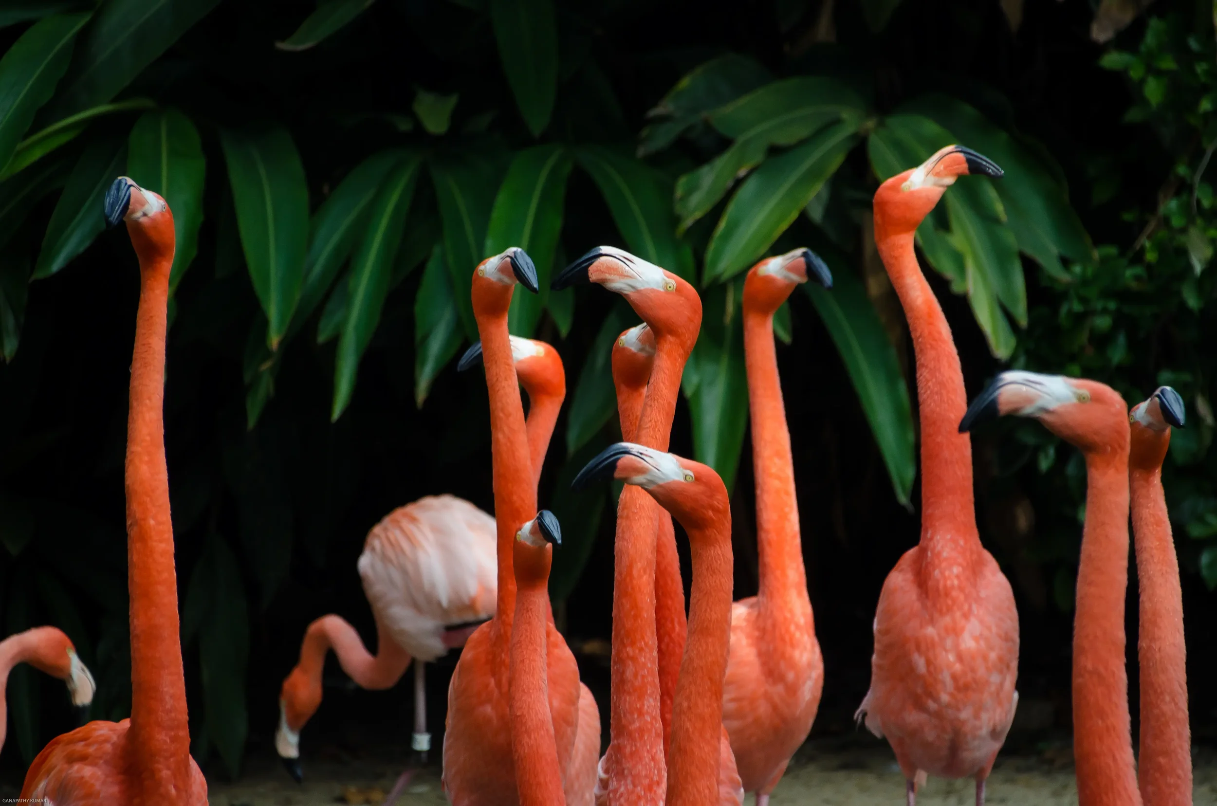 Group of vibrant pink flamingos standing outdoors with green foliage in the background.