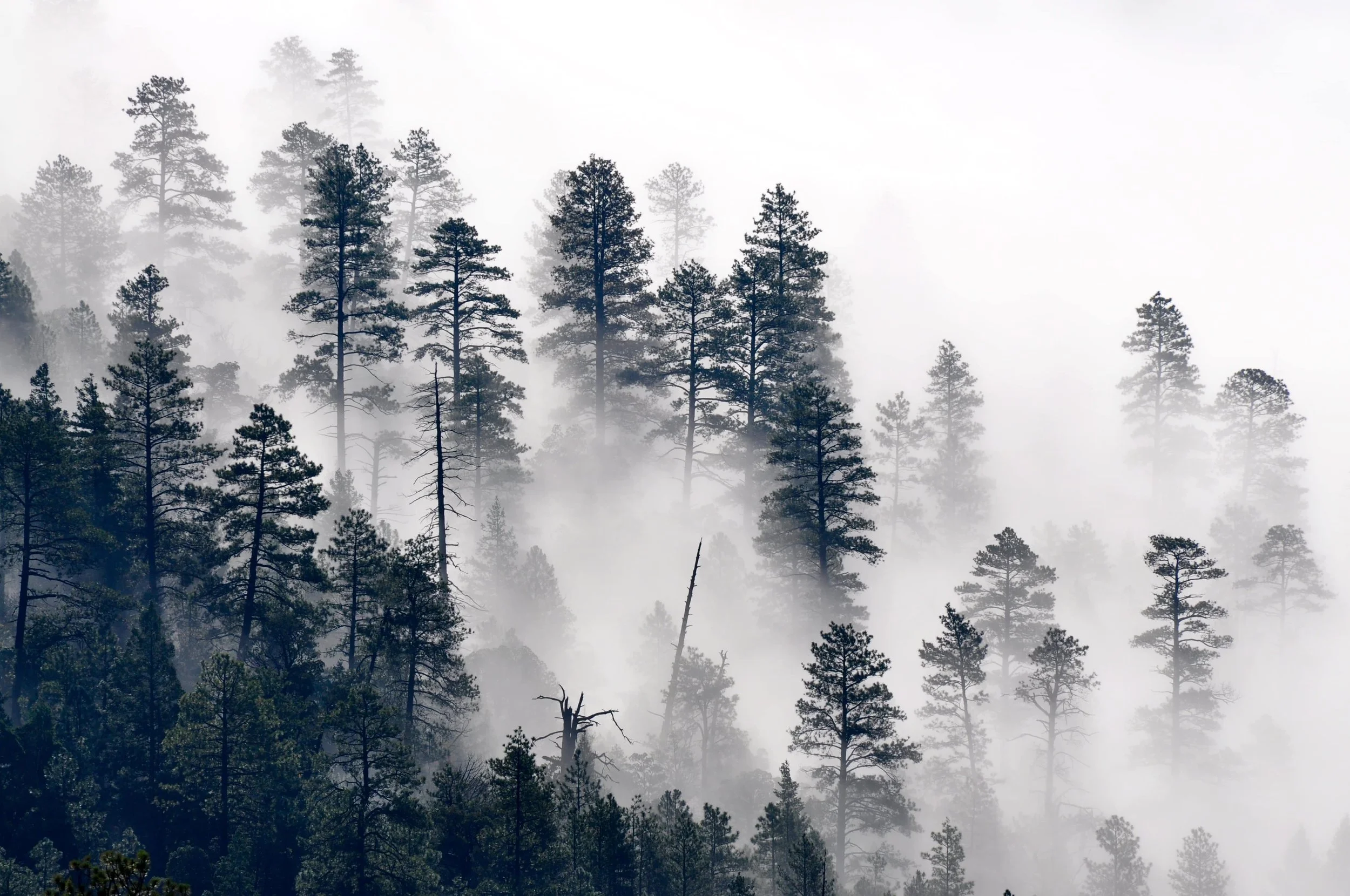 A foggy forest with tall pine trees partially obscured by mist.