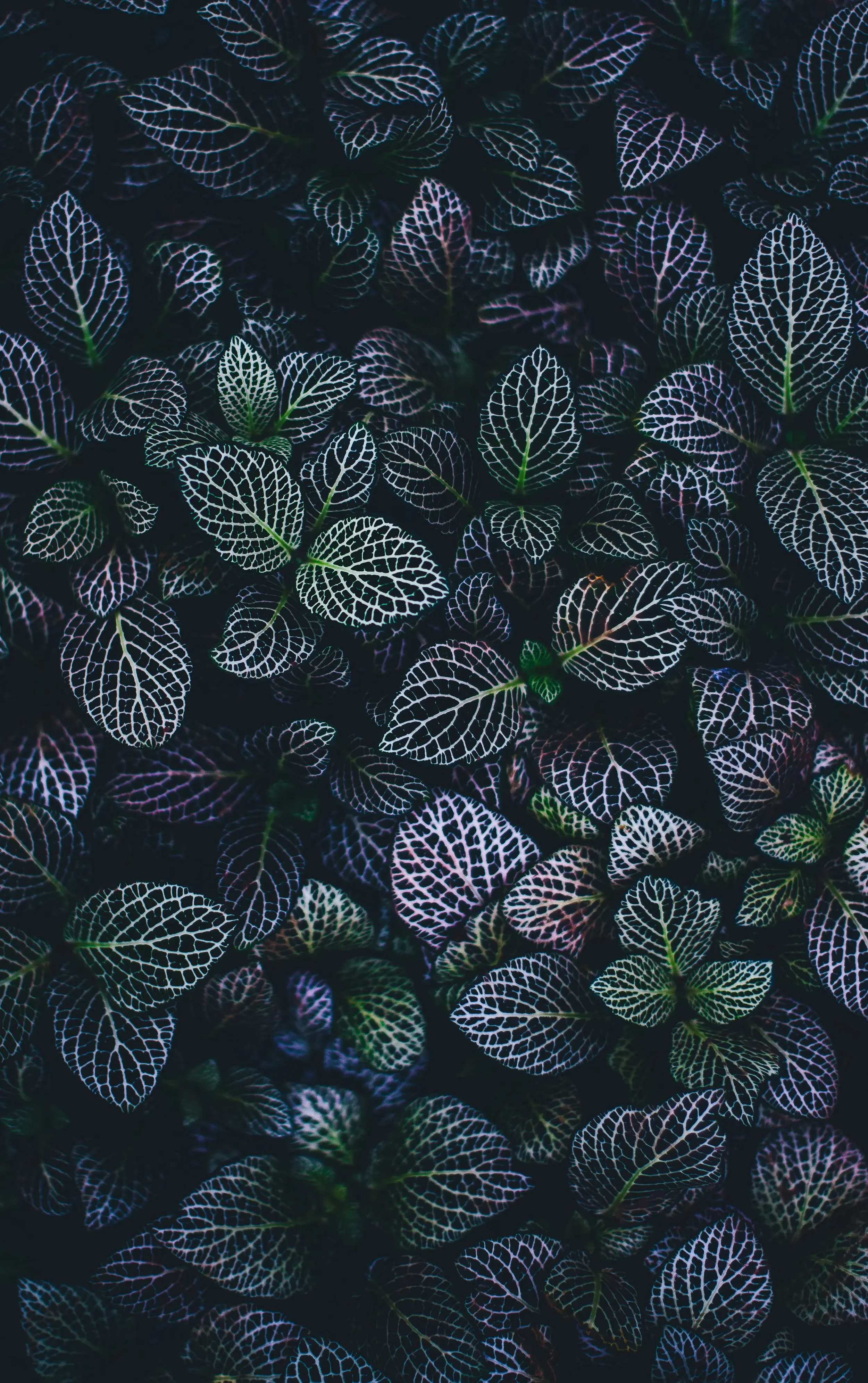 Close-up of purple-veined leaves with dark green background.