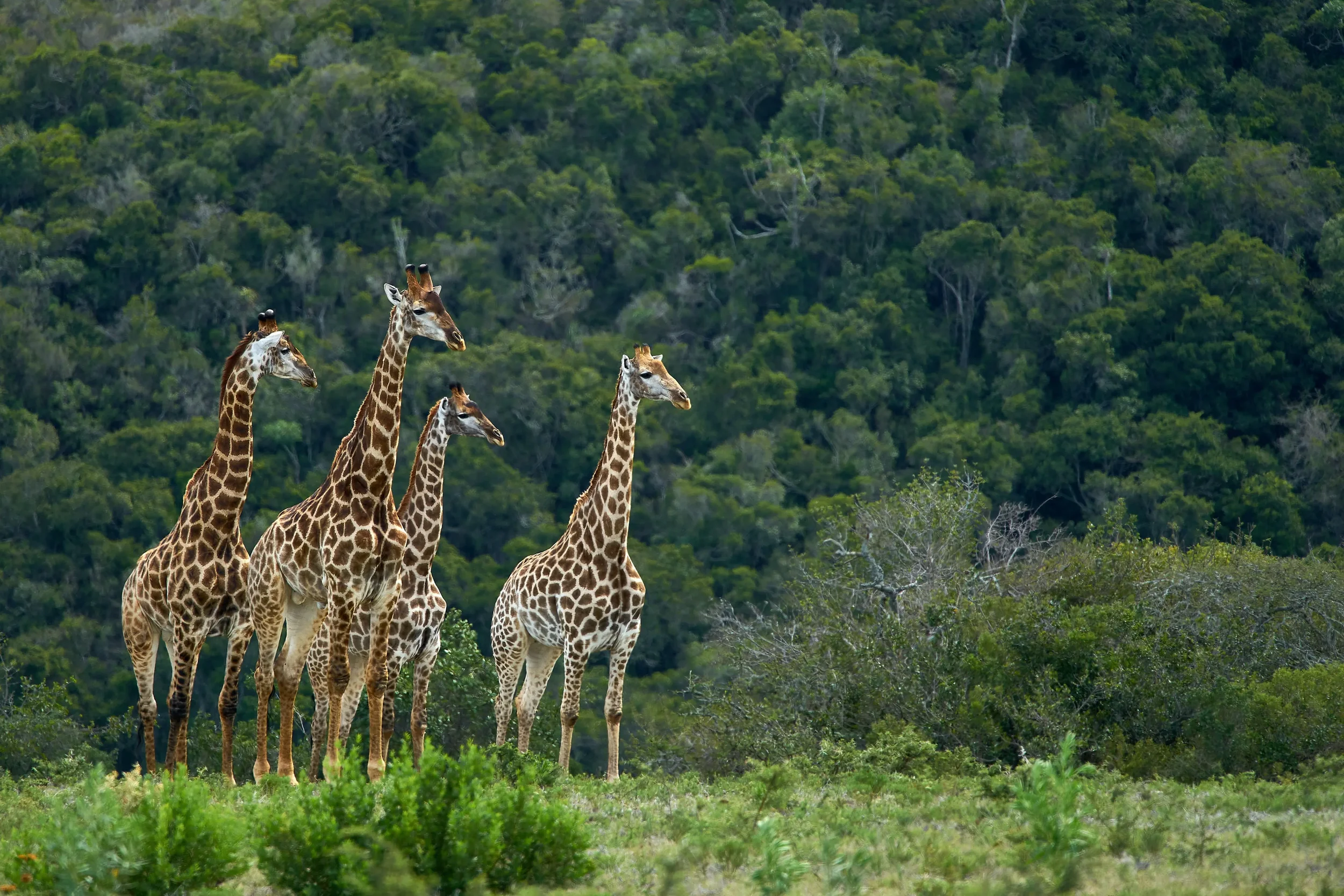 A group of five giraffes standing in a lush green savanna with dense forest in the background.