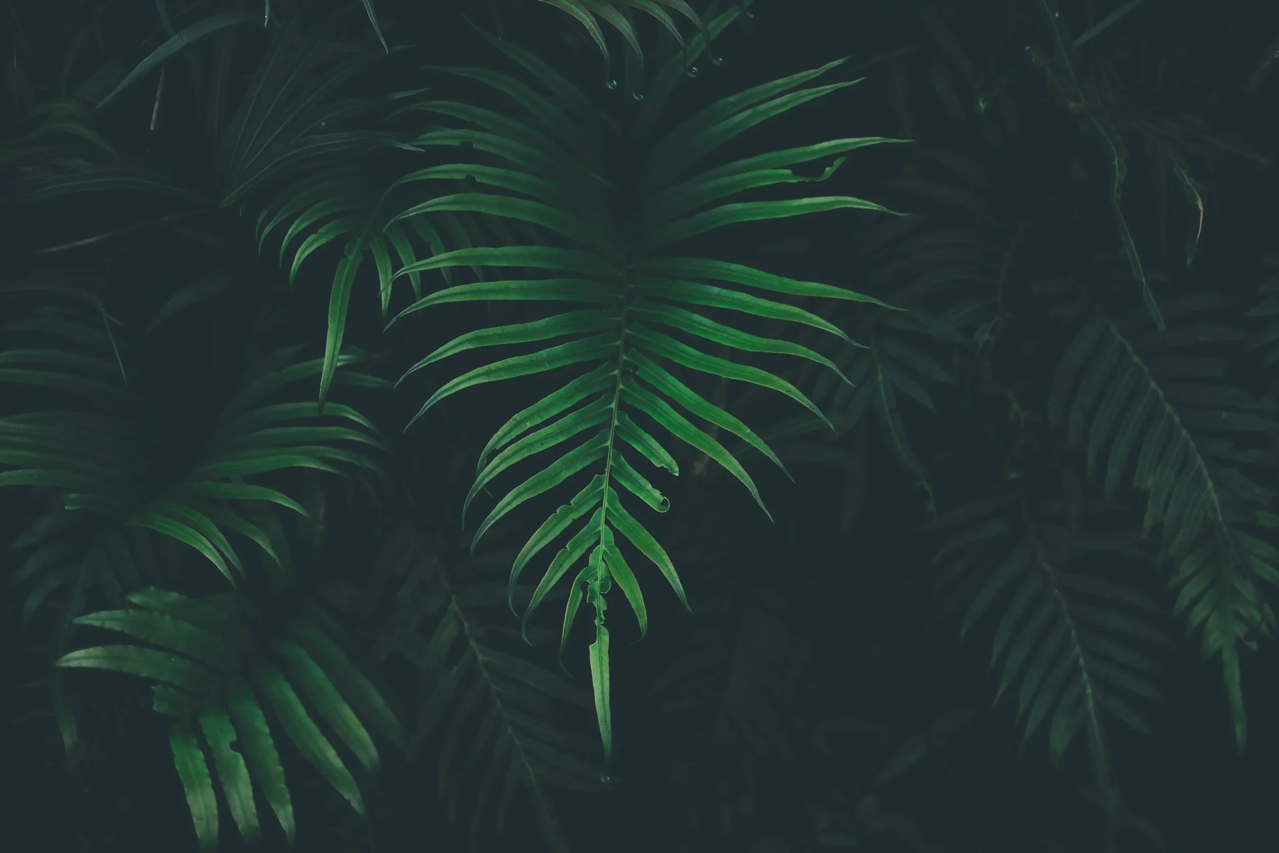 Close-up of green fern leaves in a dark environment.