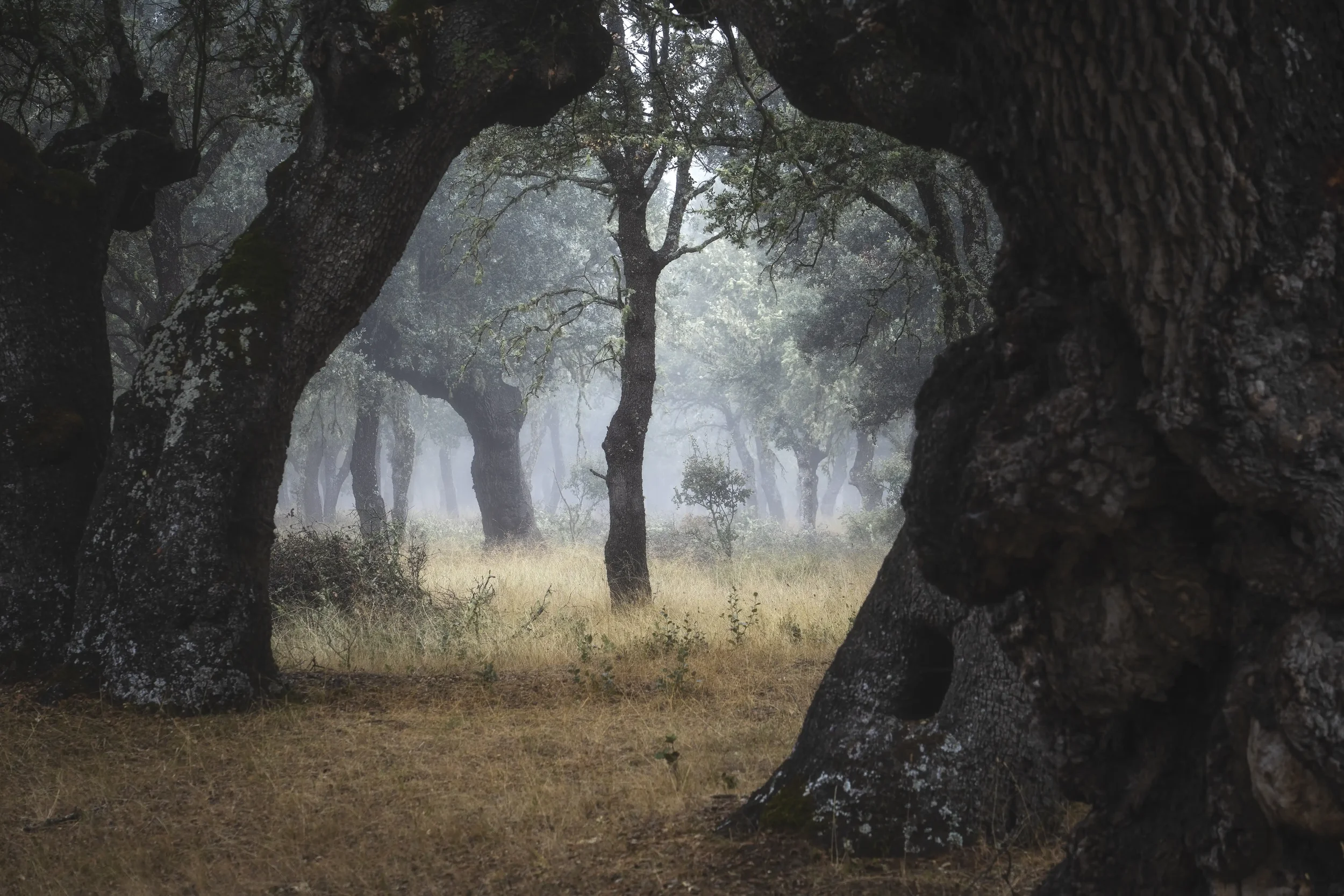 A foggy forest with tall, gnarled trees and sparse undergrowth.