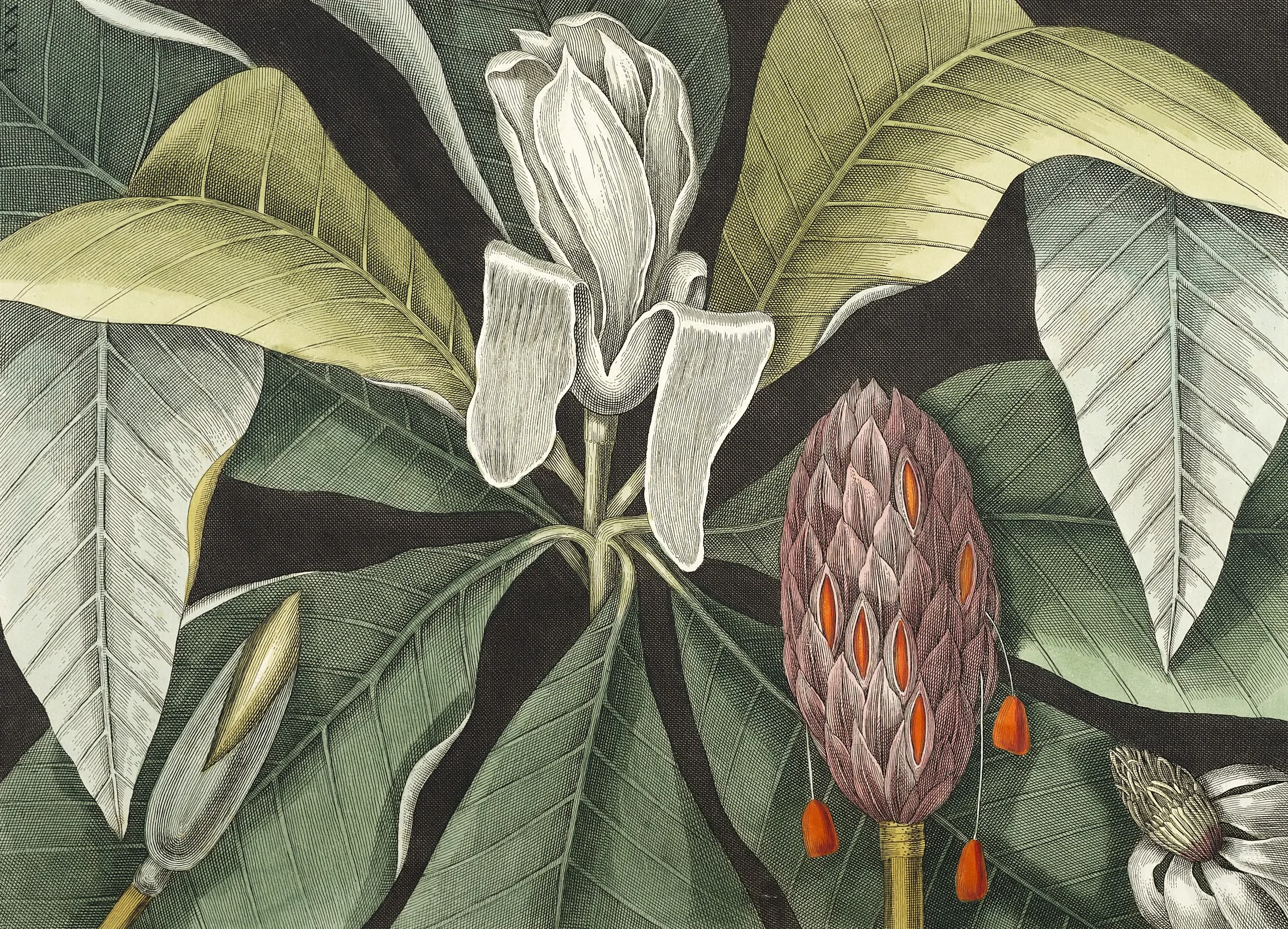 Detailed botanical illustration of a plant with large green leaves, white trumpet-shaped flowers, and a distinctive elongated pinkish cone with orange accents.