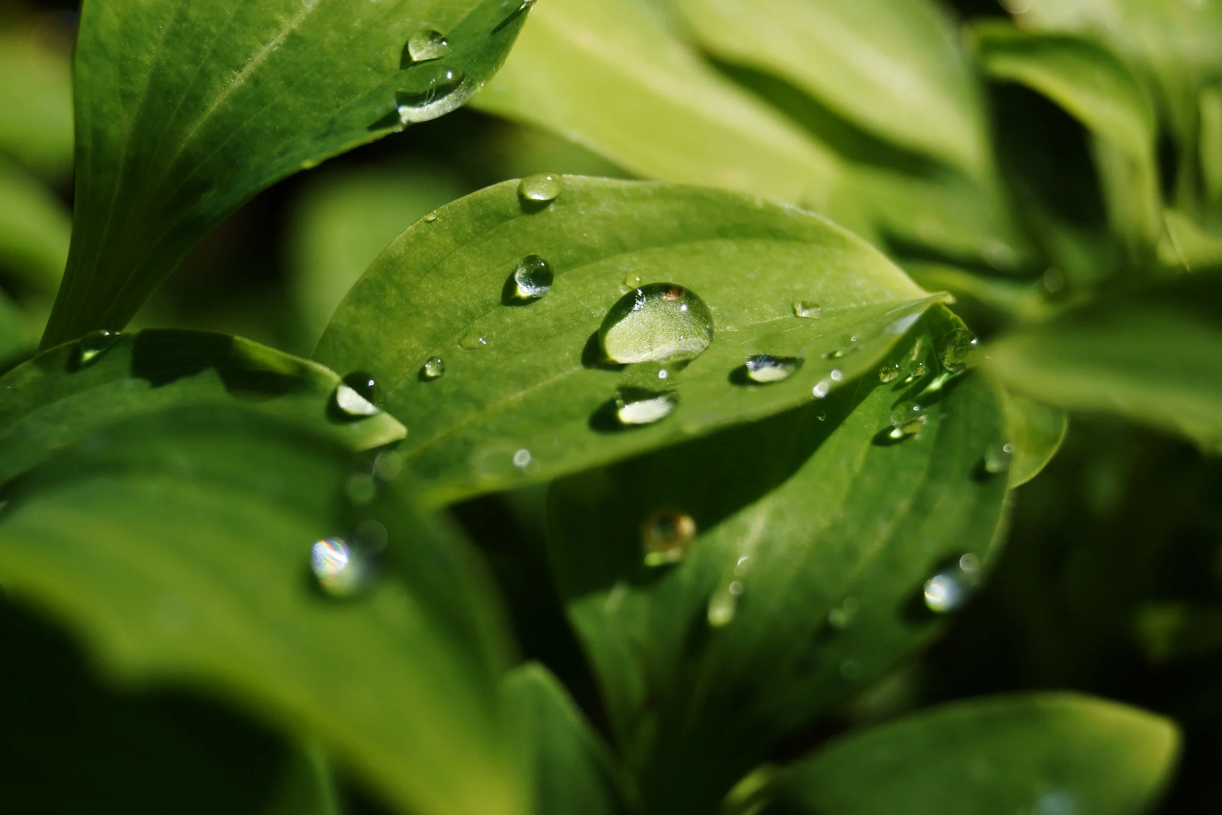 Close-up of green leaves with water droplets on their surface.