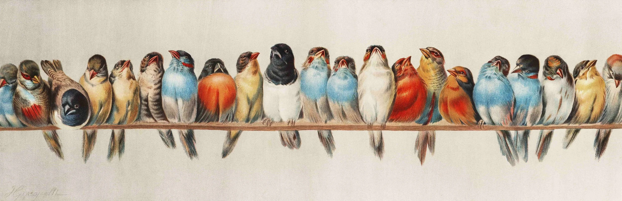 A detailed painting of numerous colorful birds lined up sitting on a thin branch against a light background.