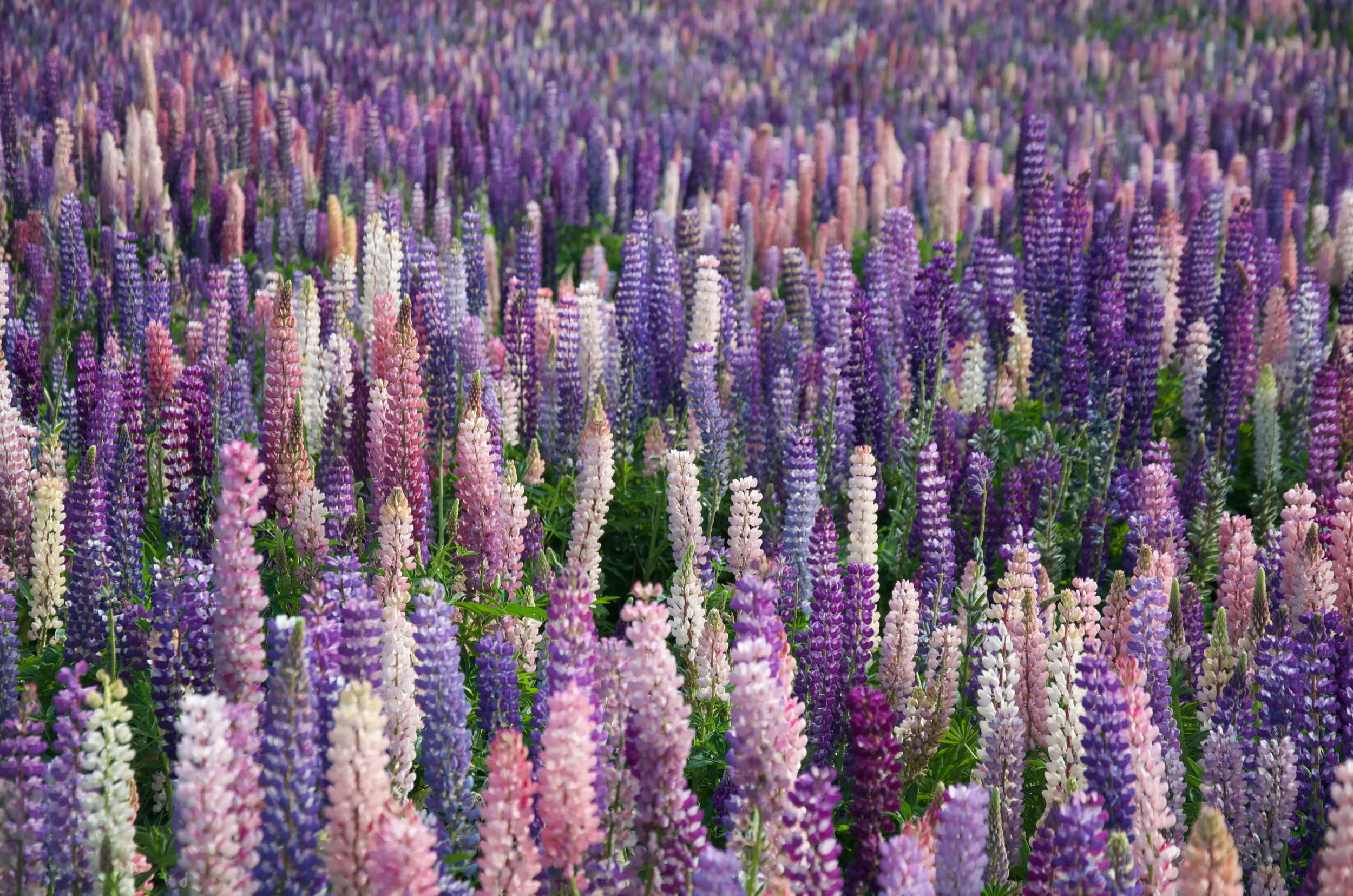 A field of blooming lupine flowers in various shades of purple, pink, and white.