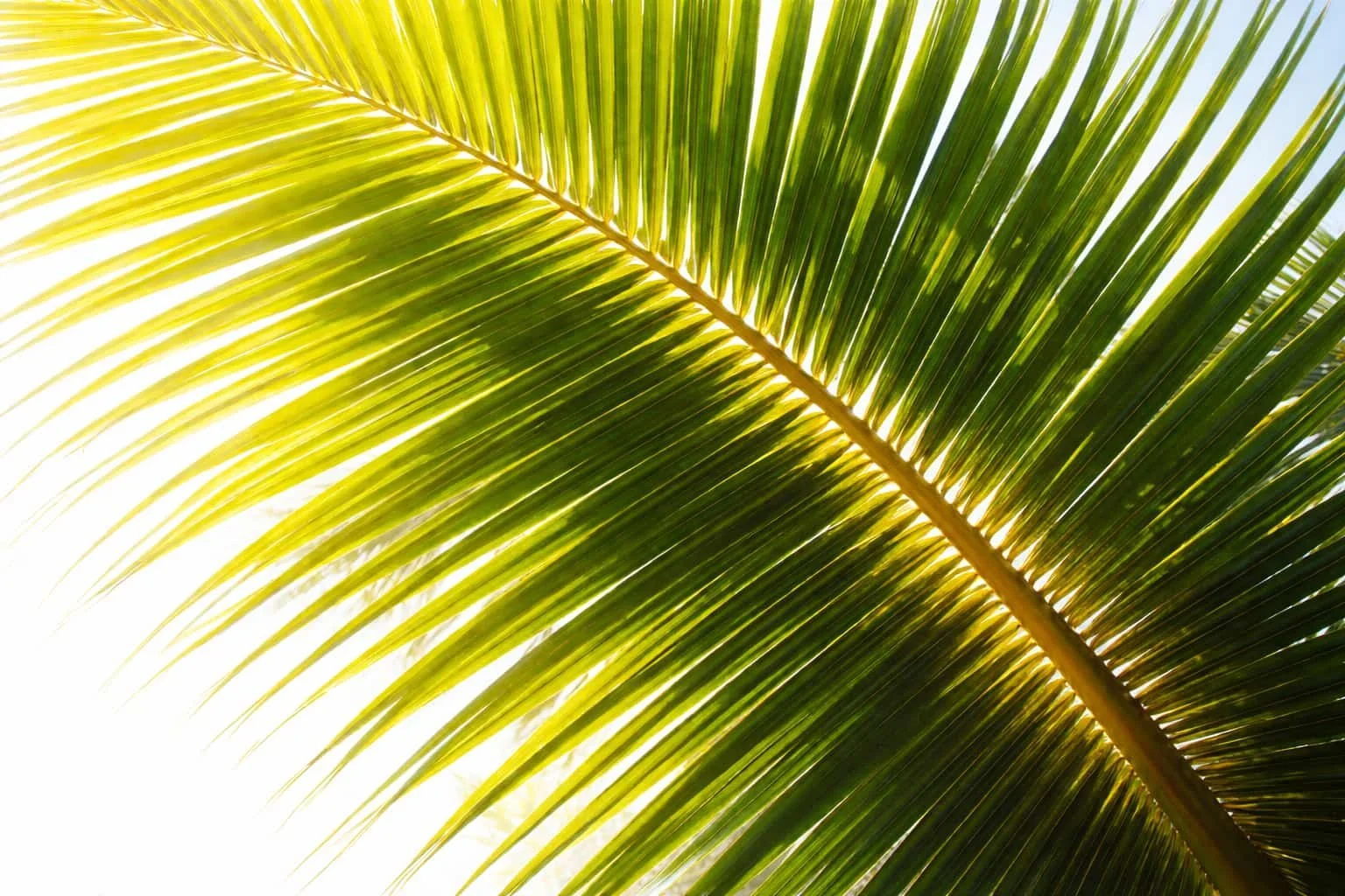 Close-up of a green palm leaf with sunlight shining through the gaps.