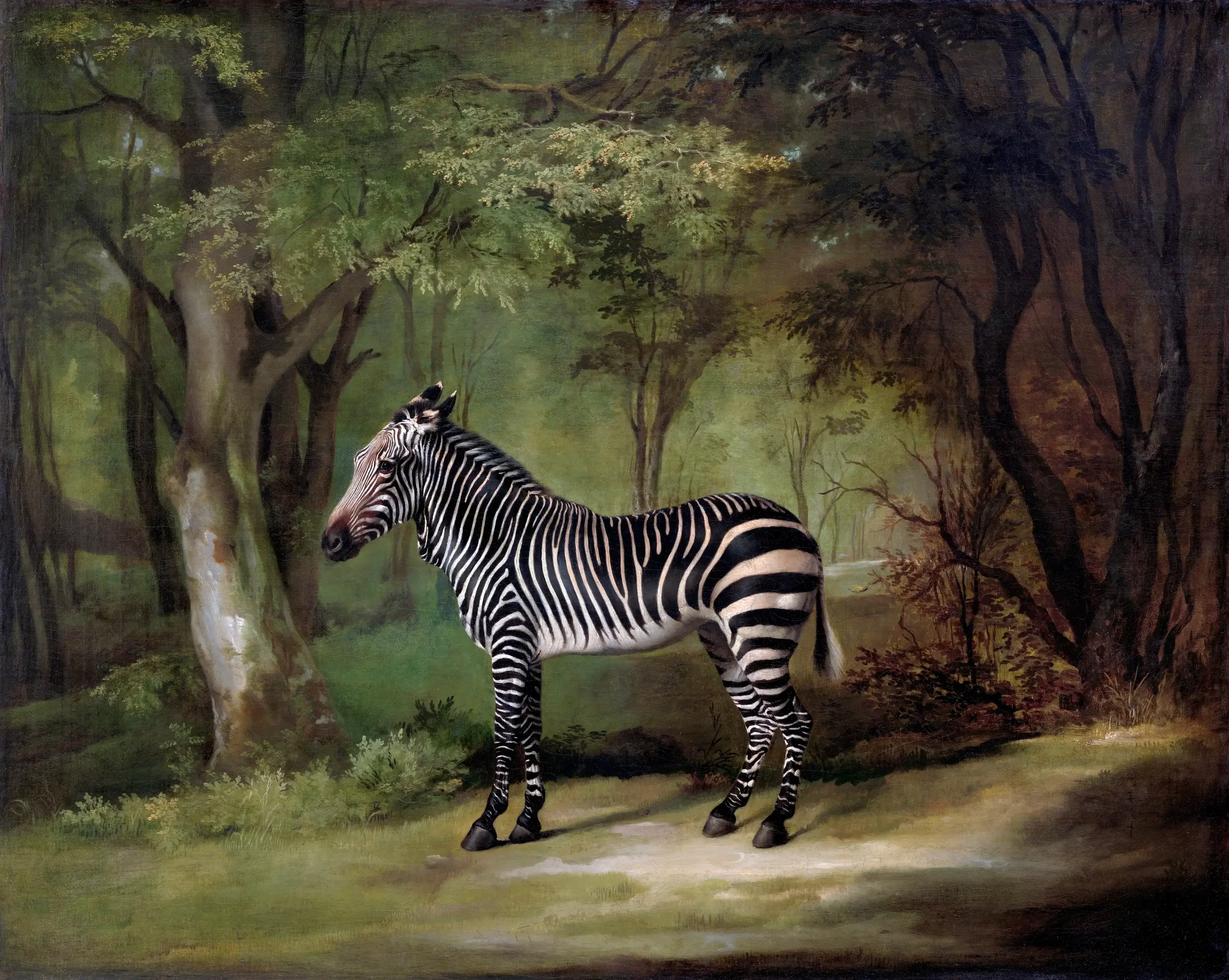 Painting of a zebra standing on a forest path surrounded by trees and green foliage.