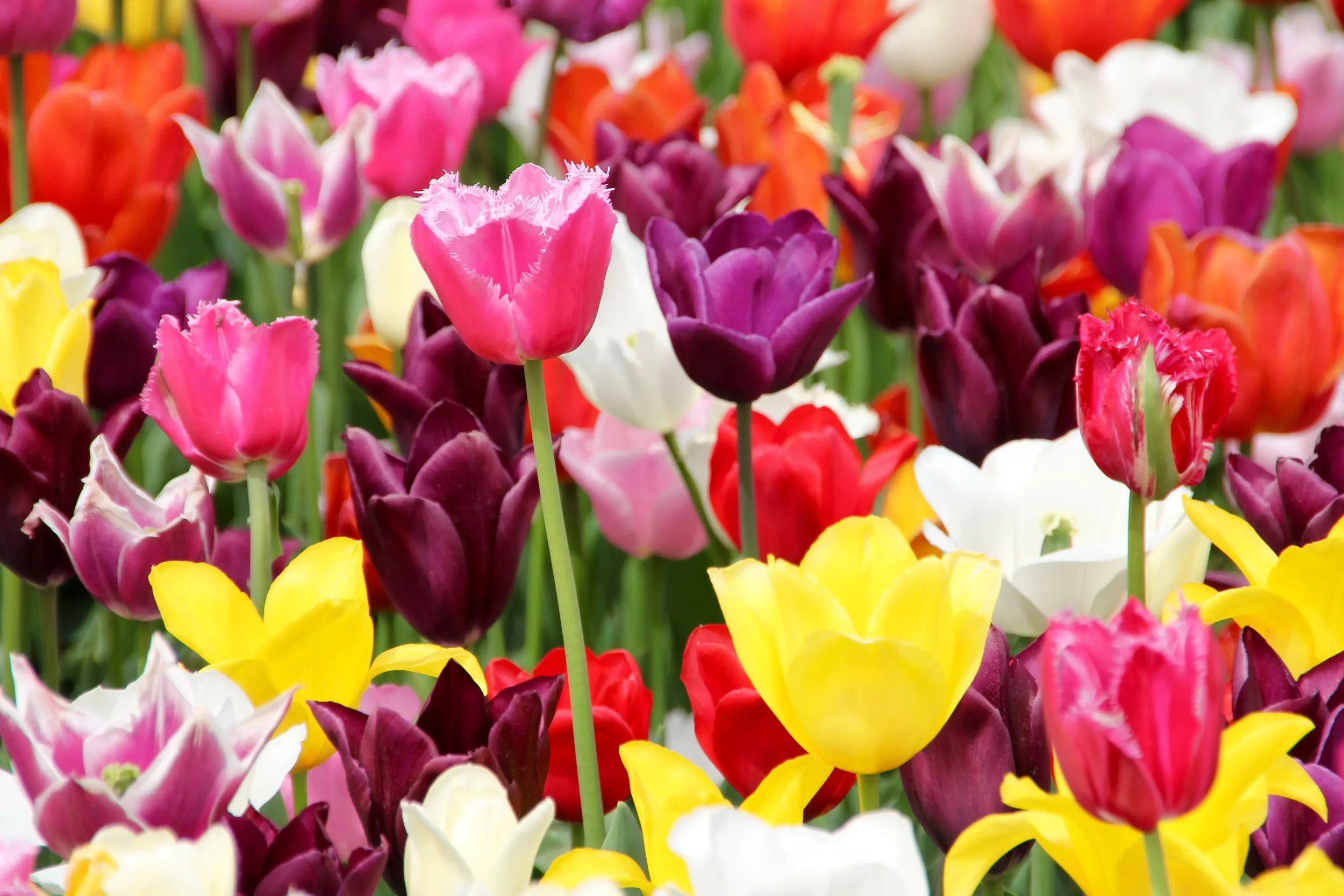 A vibrant assortment of tulips in various colors including pink, purple, white, yellow, red, and orange, densely packed in a garden.