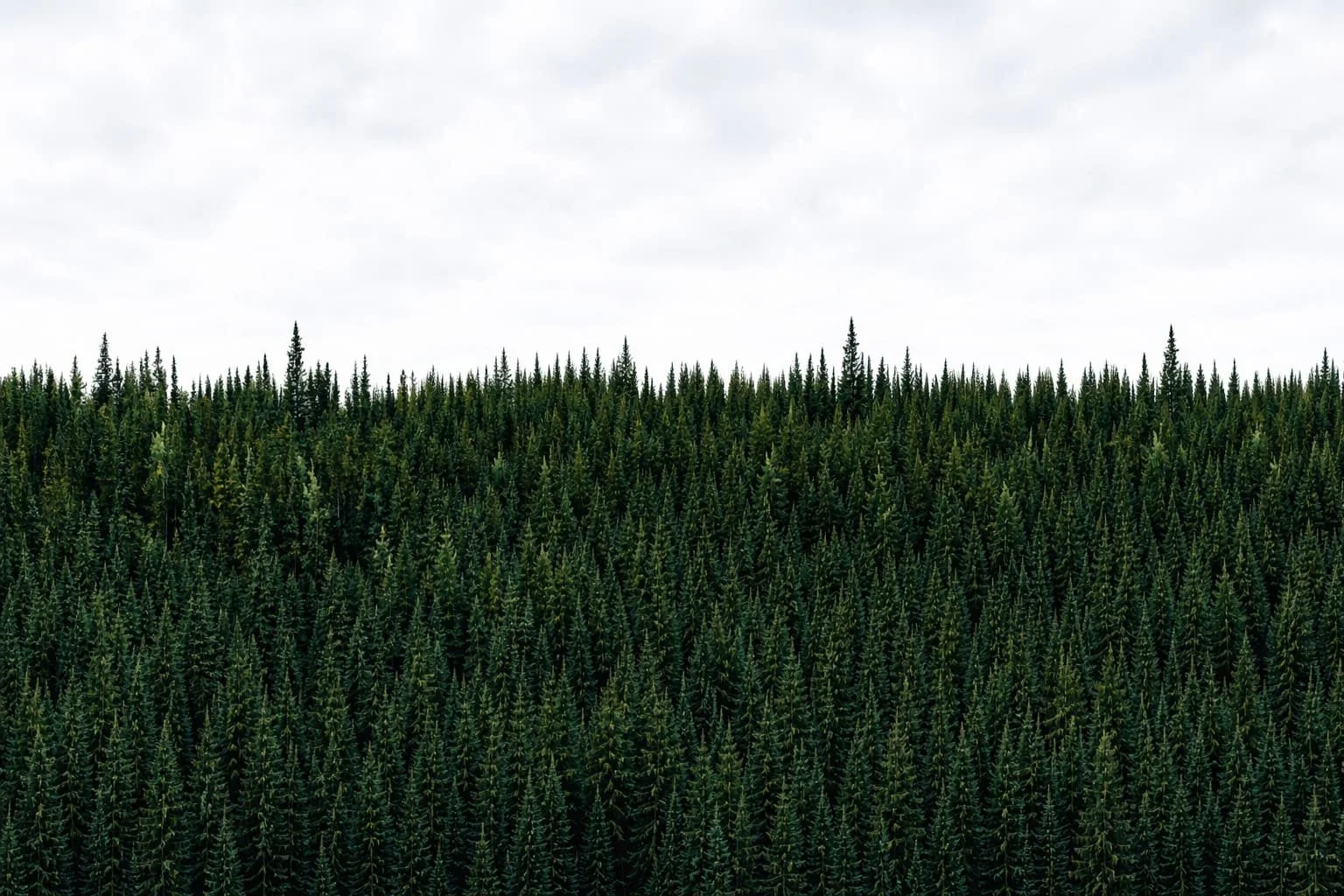 A dense green forest of tall pine trees under a cloudy sky.