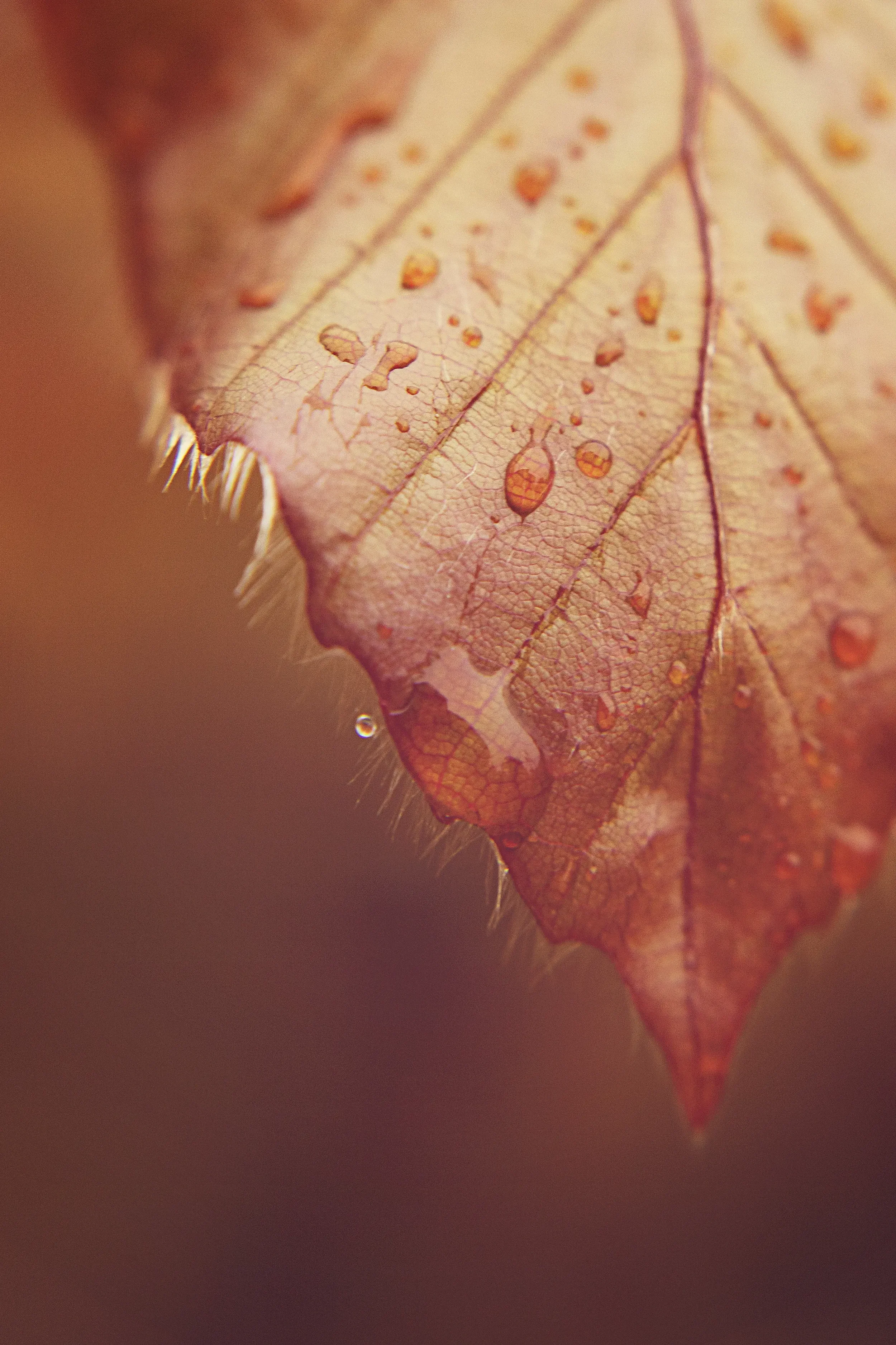 Close-up of a fallen autumn leaf with water droplets and intricate vein patterns.