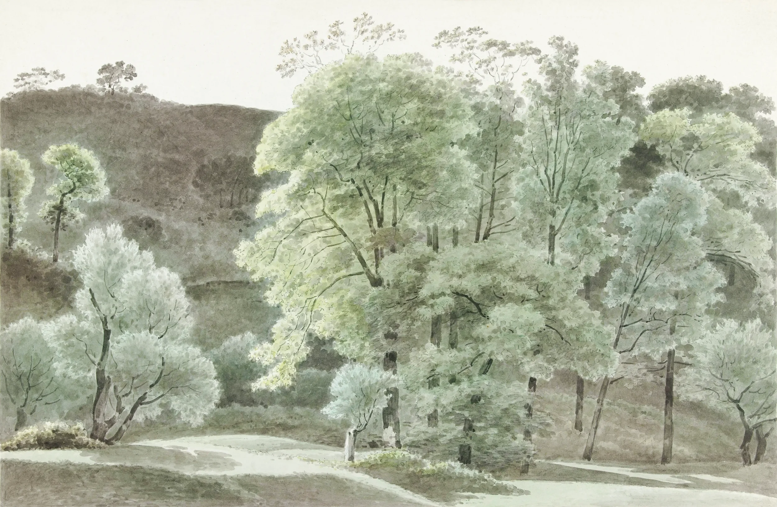 A watercolor painting of a natural landscape with tall trees, some with lighter green foliage, against a background of hills and a pale sky.