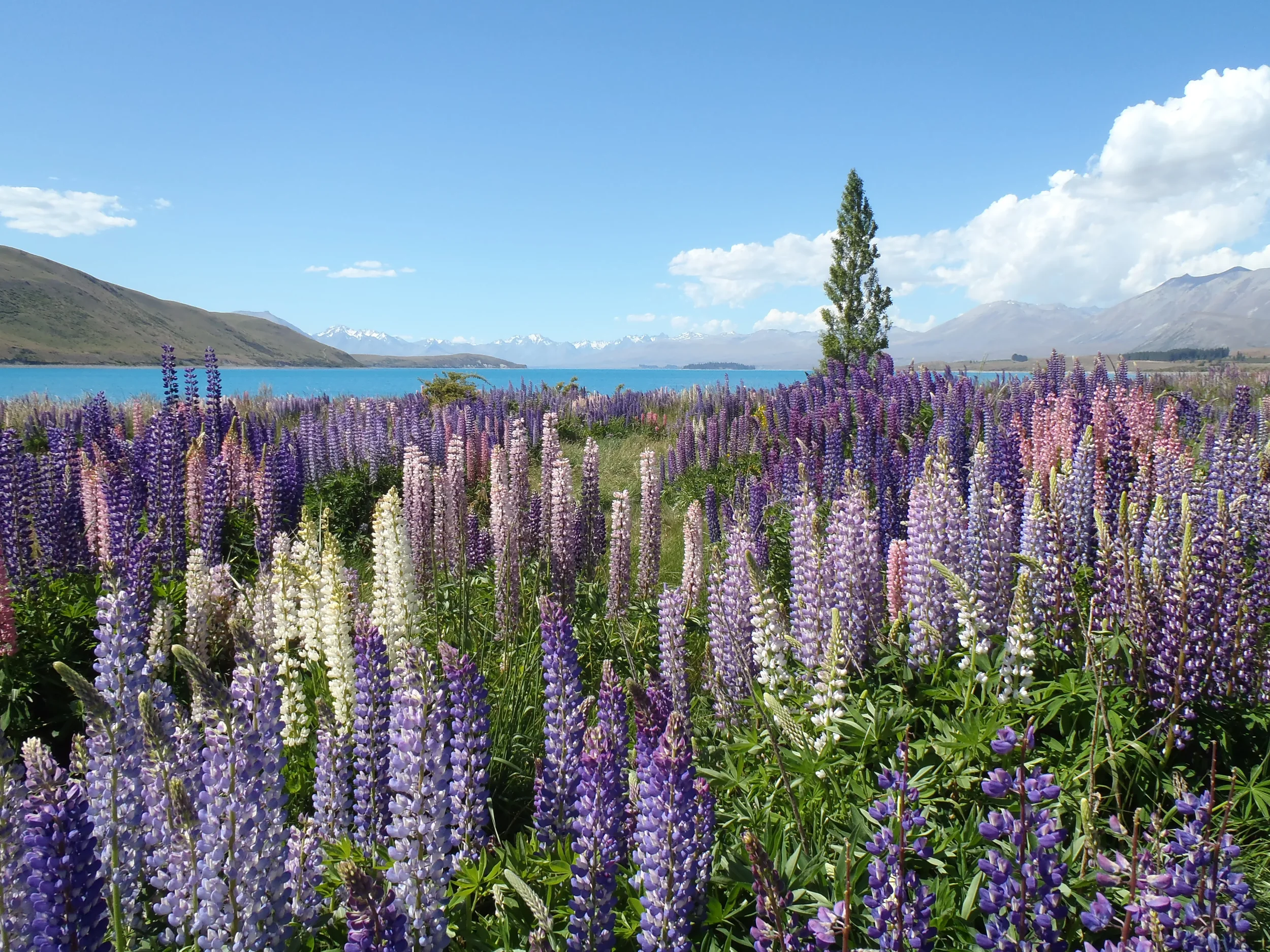 A vibrant field of blooming lupine flowers in shades of purple, pink, and white near a lake, with mountains in the background under a blue sky with some clouds.