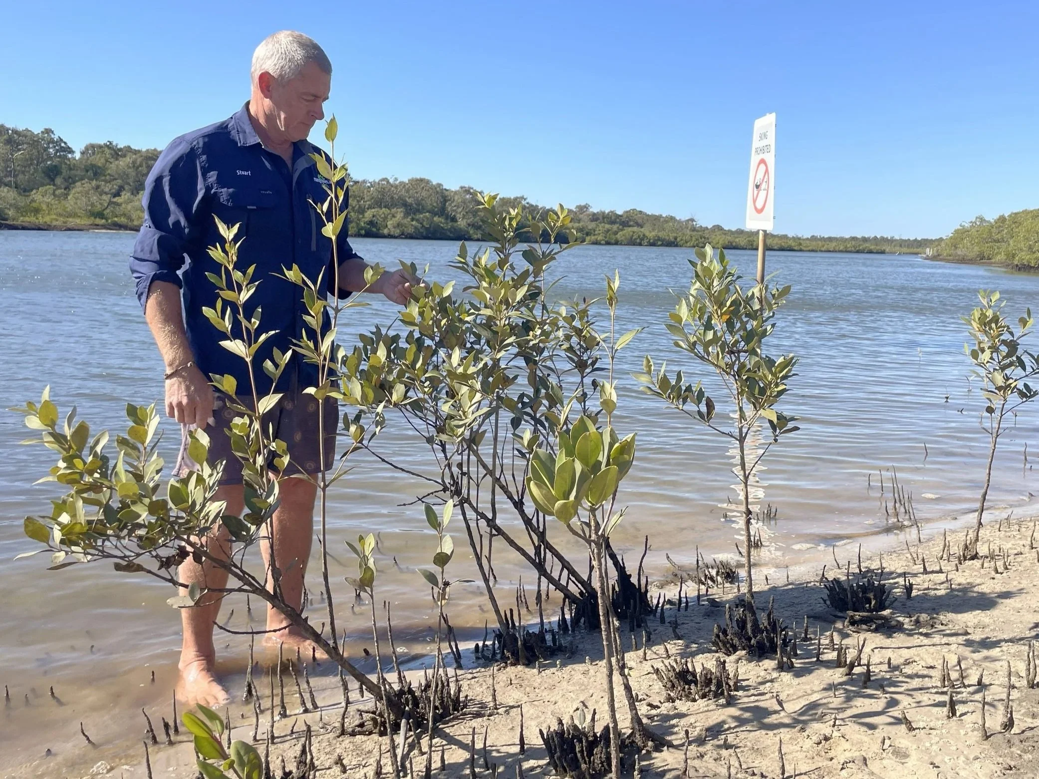 After 4 years there are around 70 mangroves up to 1.5m in height. The erosion in the area has stopped and the Mangrove Mate has just about biodegraded away.