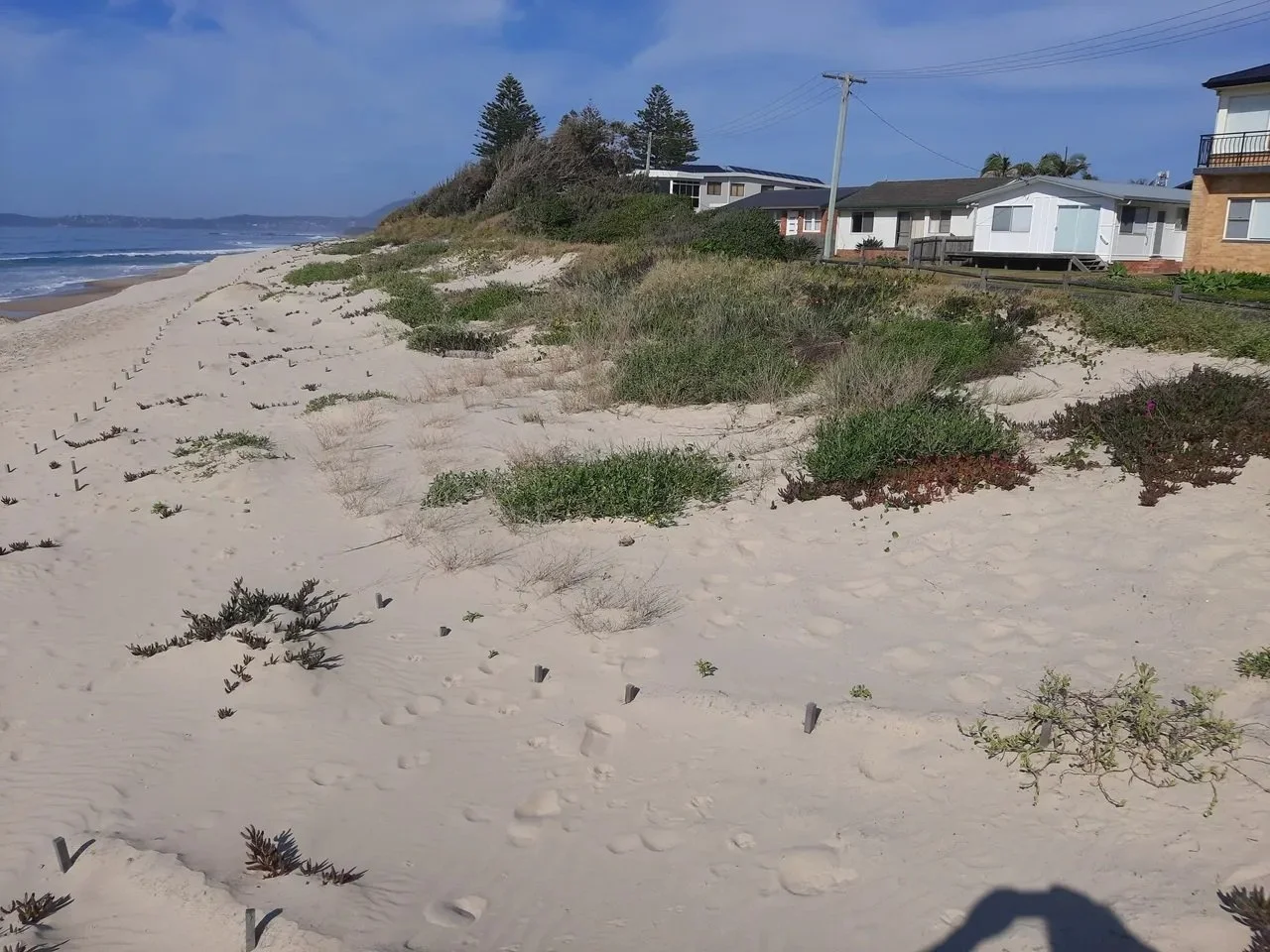 In just 6 months around 250mm of sand has been captured whilst still allowing the vegetation to grow amongst it.