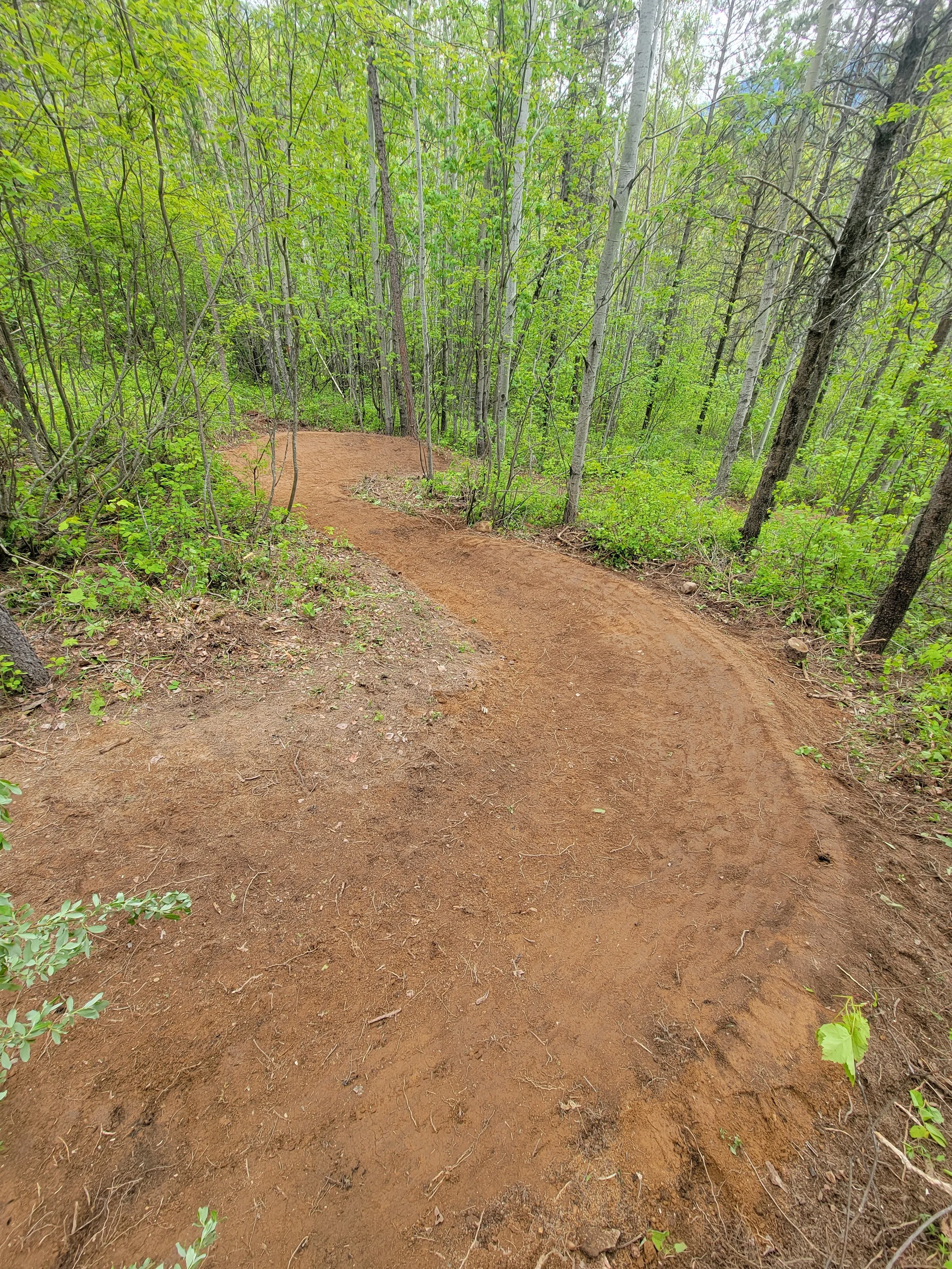 A dirt trail winding through a lush, green forest with tall trees and dense foliage.