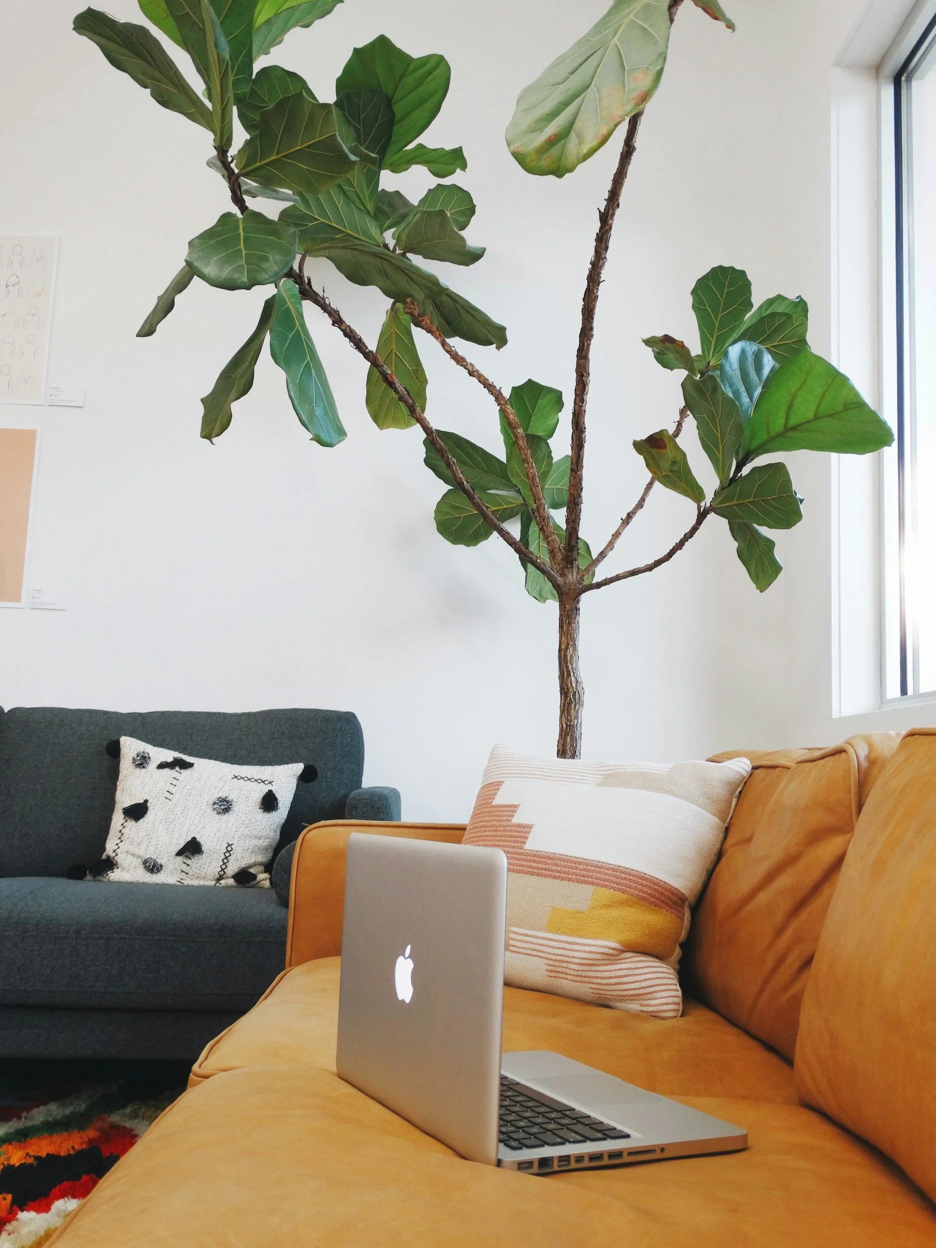 A living room with a large indoor fiddle leaf fig tree, a dark gray sofa with a white and black patterned pillow, a mustard yellow couch with striped pillow, and an open silver MacBook on the yellow couch. A window is visible on the right side.