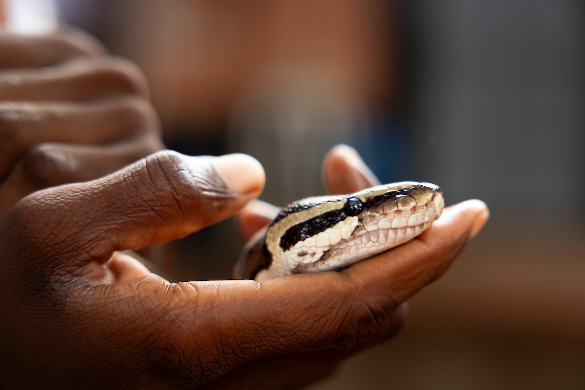 A person holding a sacred python snake in their hand.