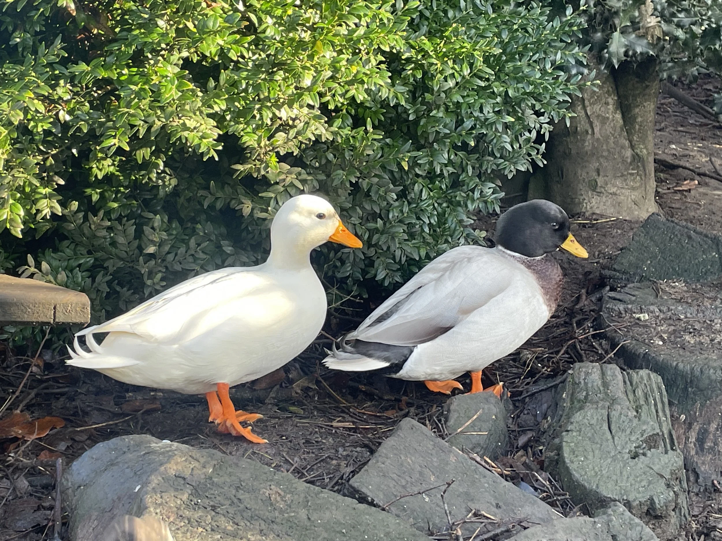 Meet the family- George & Mildred