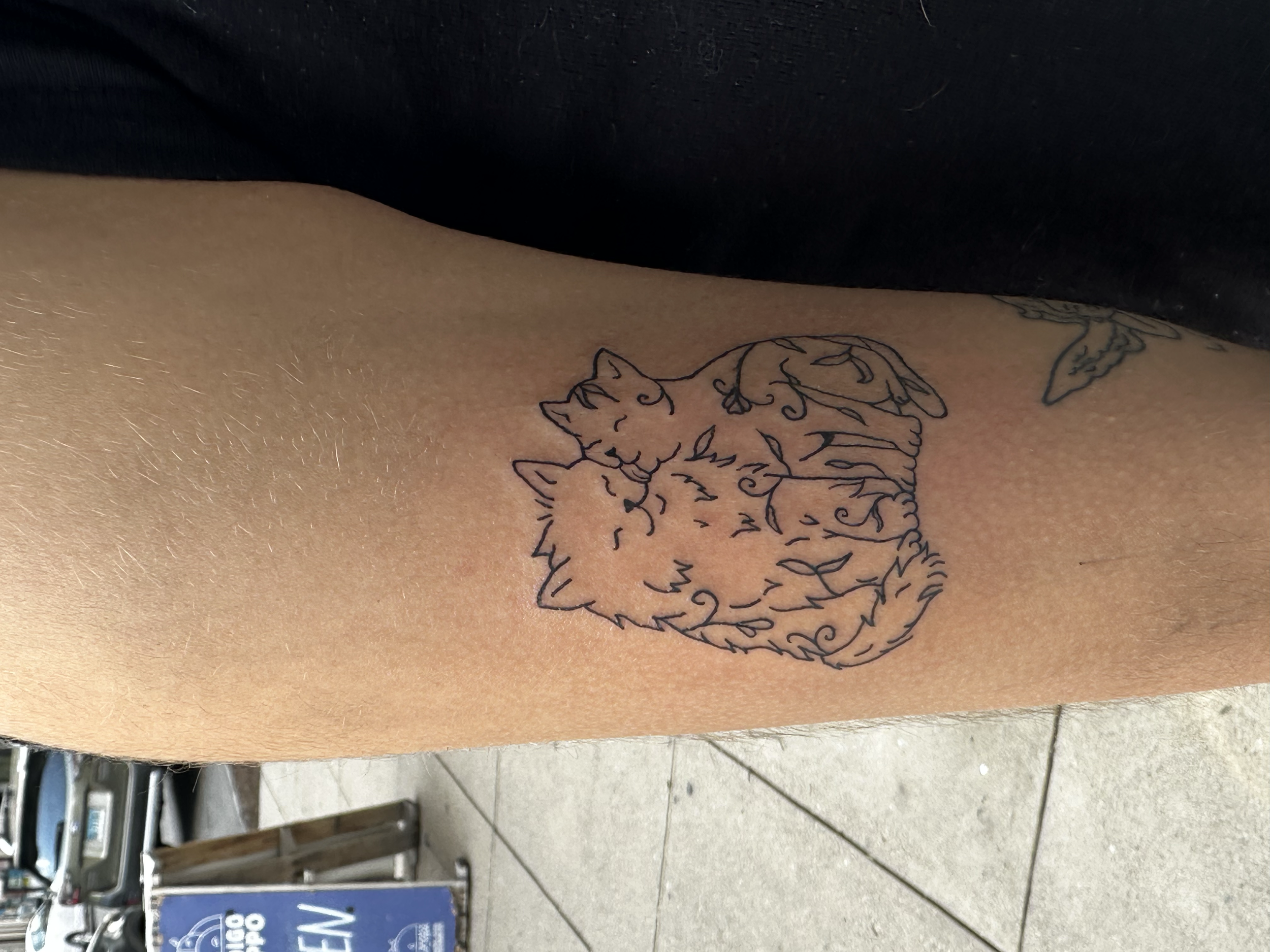 Tattoo of two cats, one with fluffy fur and the other with sleek fur, on a person's forearm.