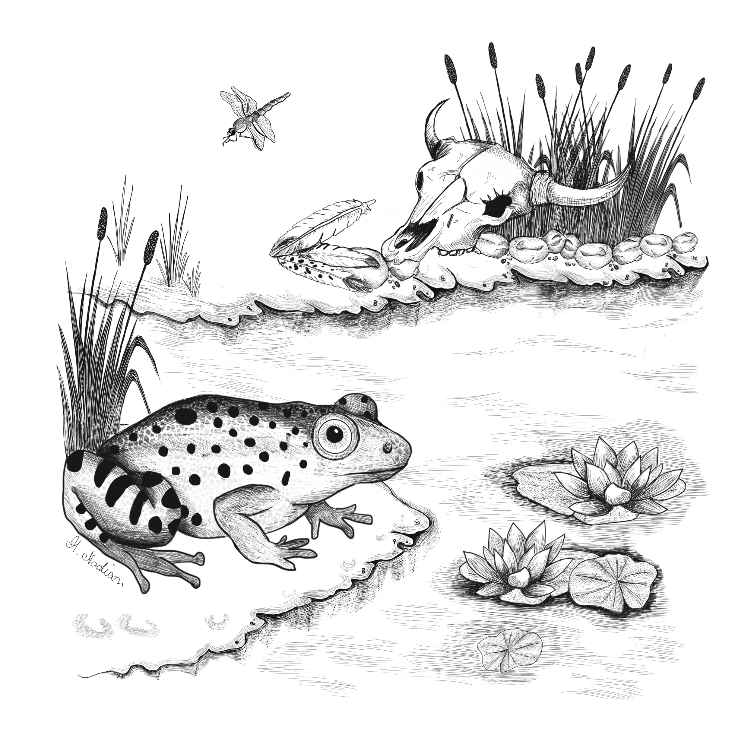 The frog does not drink up the pond in which it lives. 