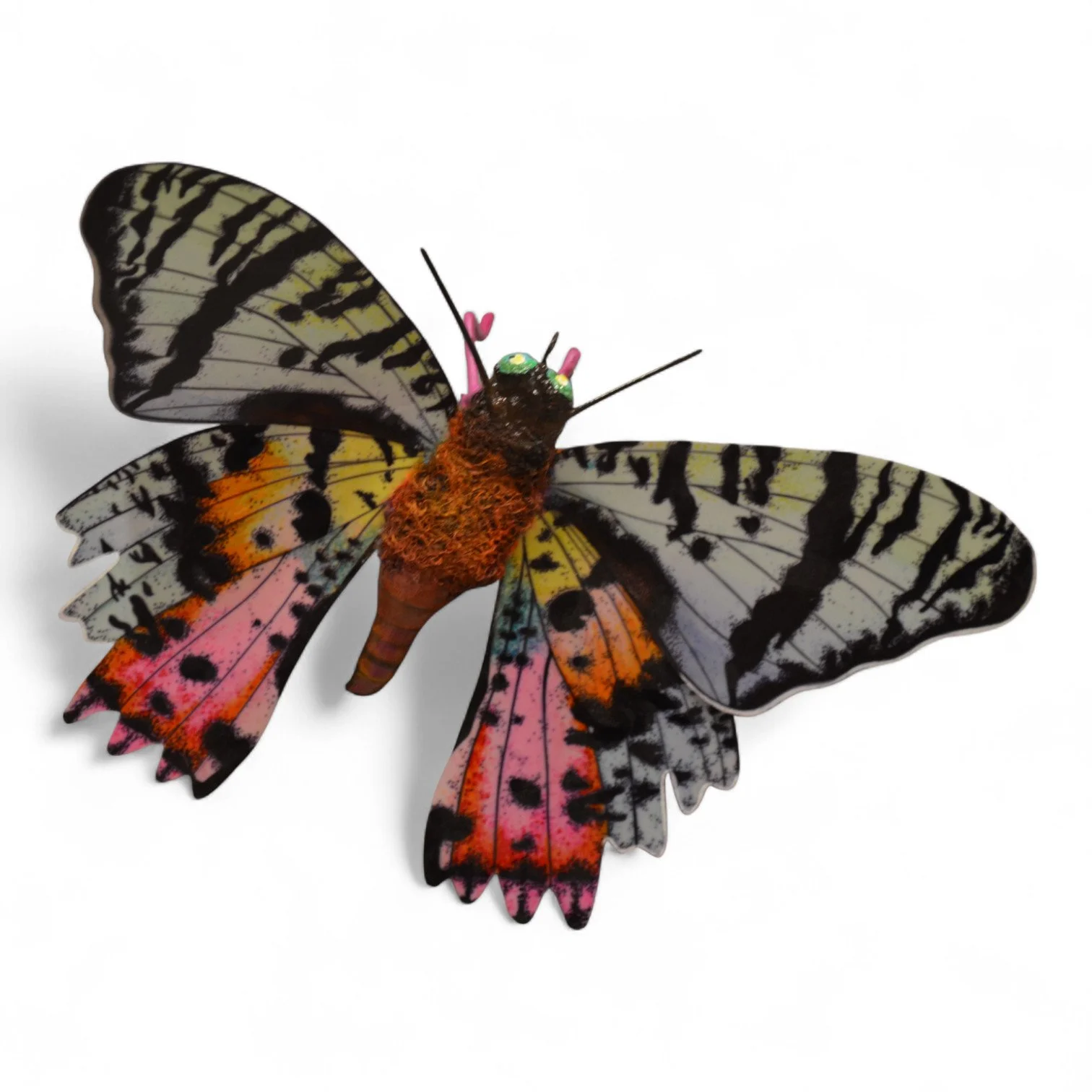 Madagascan Sunset Moth