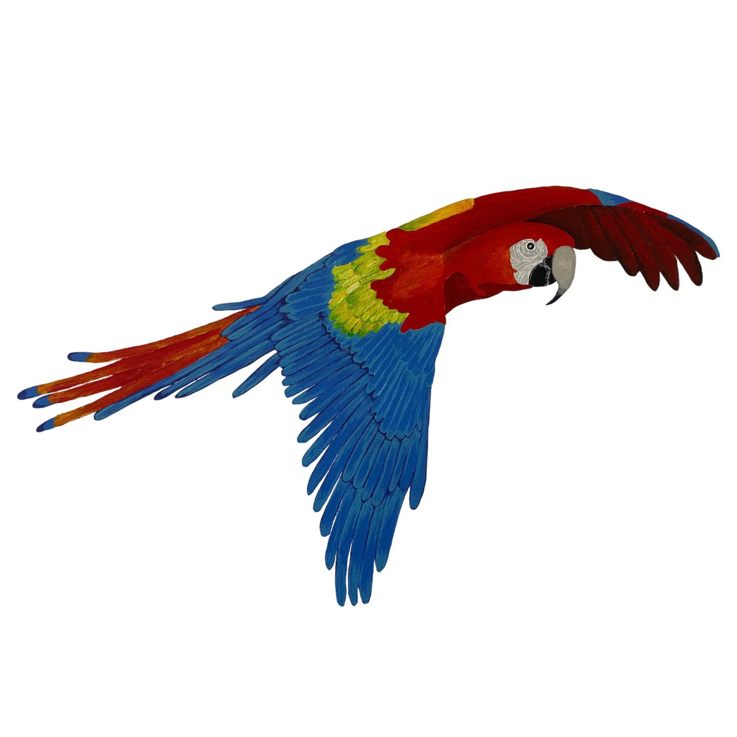 Macaw