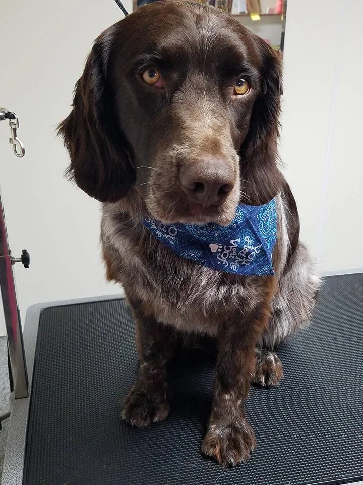 A brown and tan dog with a blue bandana sitting on a grooming table.