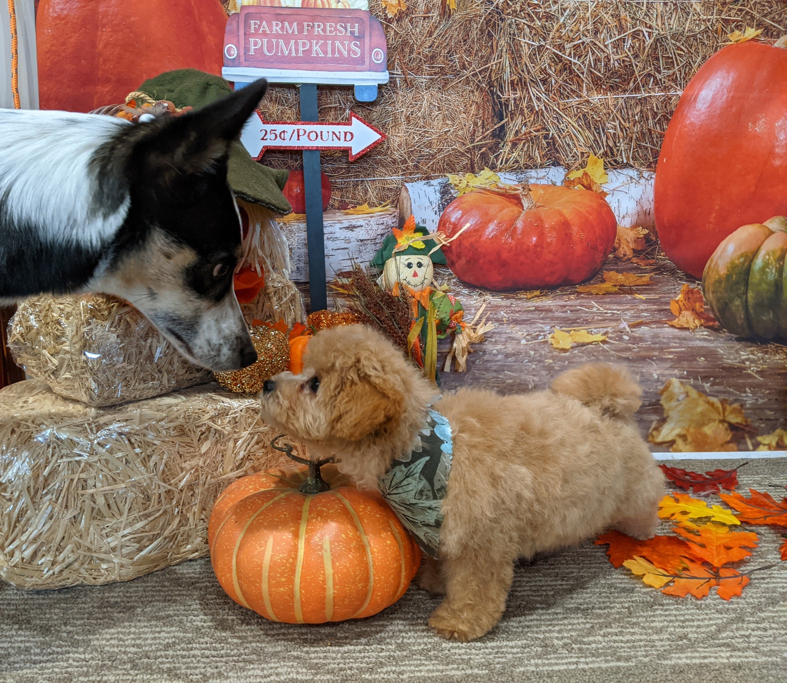 🐾 What to Expect When You’re Welcoming…a Fluffy Tornado on Four Paws?