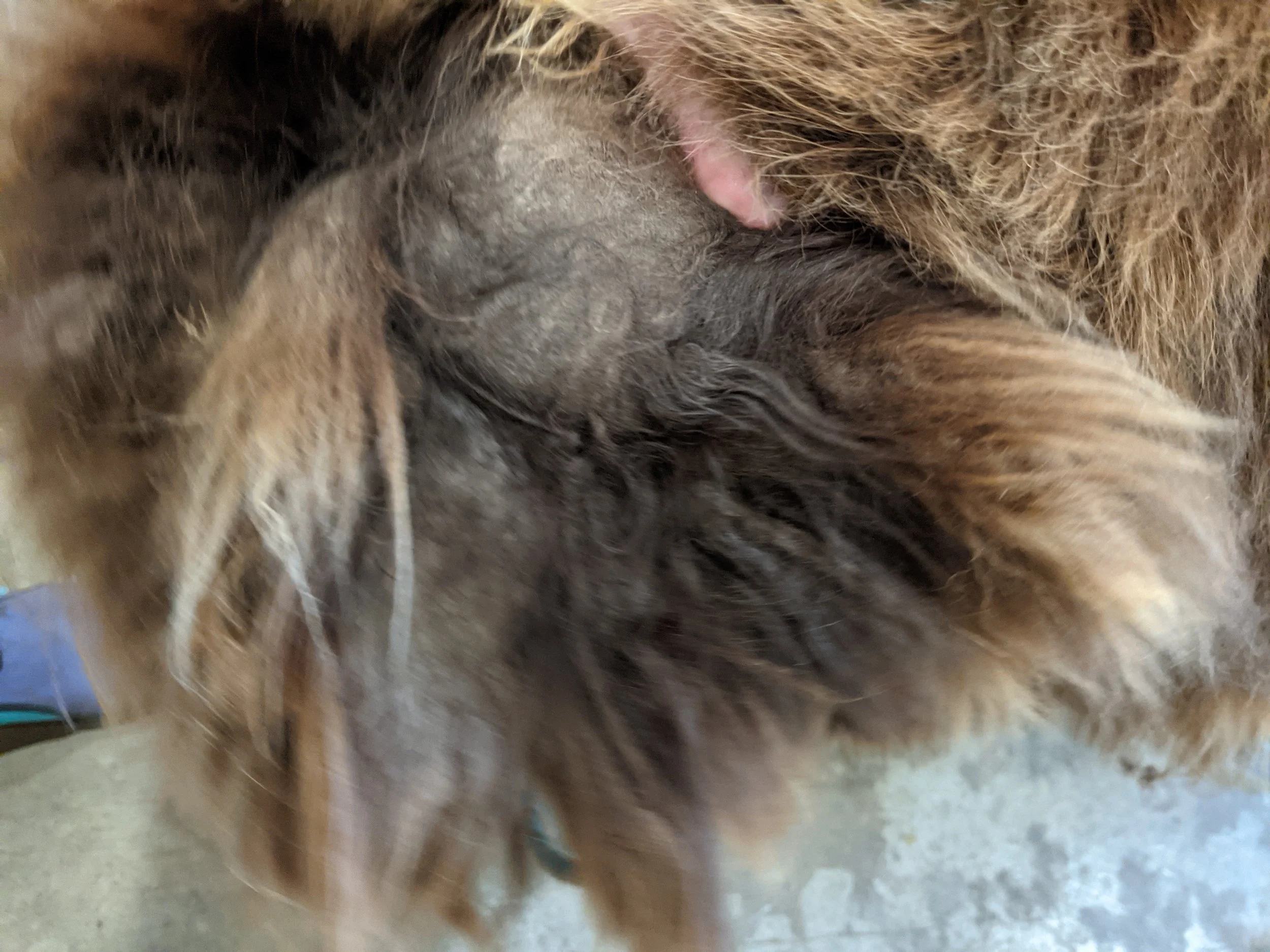 🧶 Matting 101: Why It Happens and How to Help Your Pup?