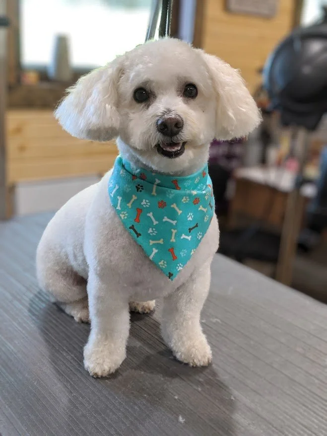 A small white dog with fluffy ears wearing a blue bandana with colorful bone patterns, sitting on a gray wooden surface in a room with wooden walls and furniture.