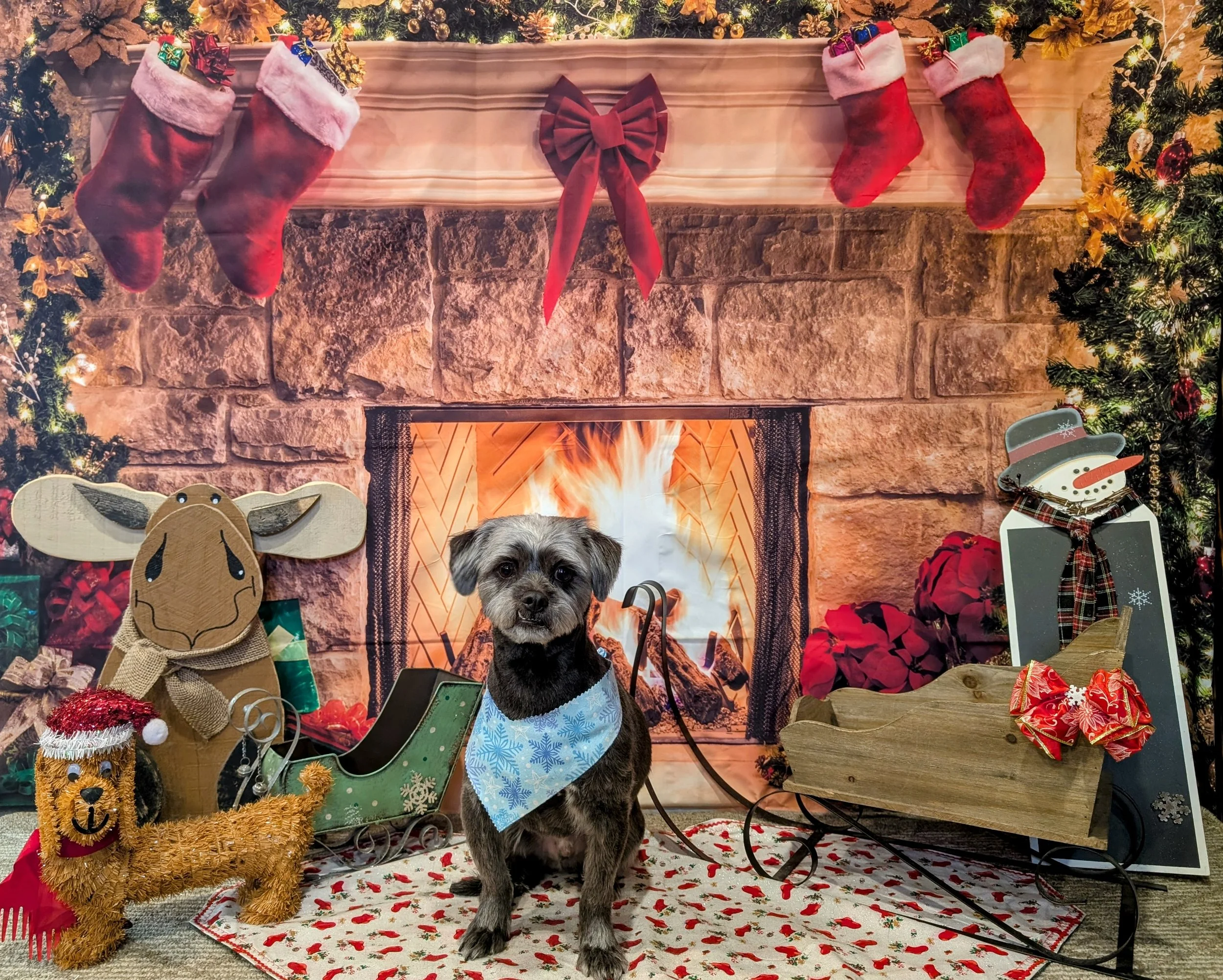 A small dog with a blue snowflake bandana sitting in front of a Christmas-themed backdrop featuring a fireplace, stockings, Christmas decorations, and a snowman. There are also reindeer and dog figurines, a toy sleigh, and Christmas presents.