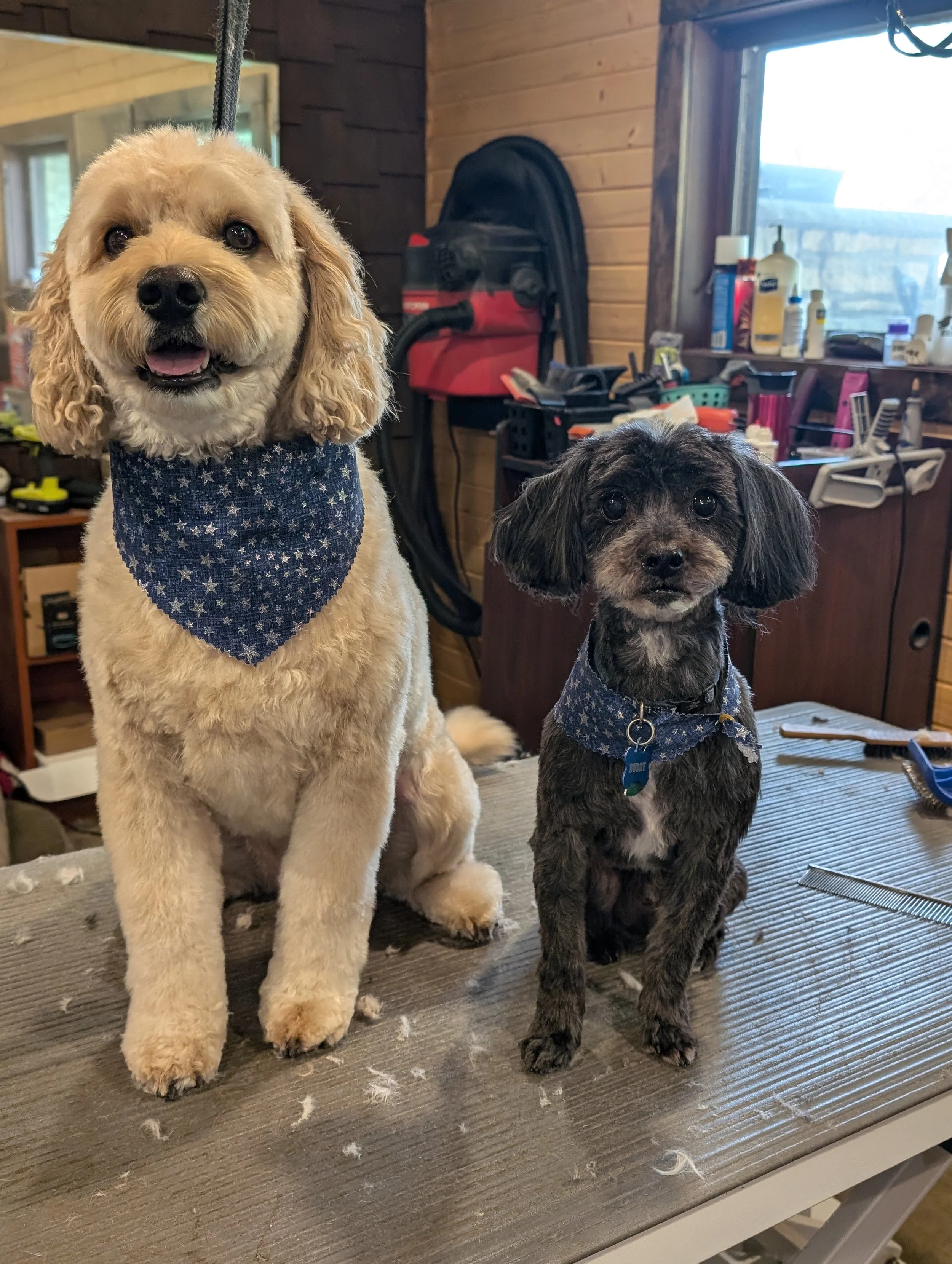 Two small dogs wearing matching blue bandanas sitting on a grooming table in a pet grooming salon.